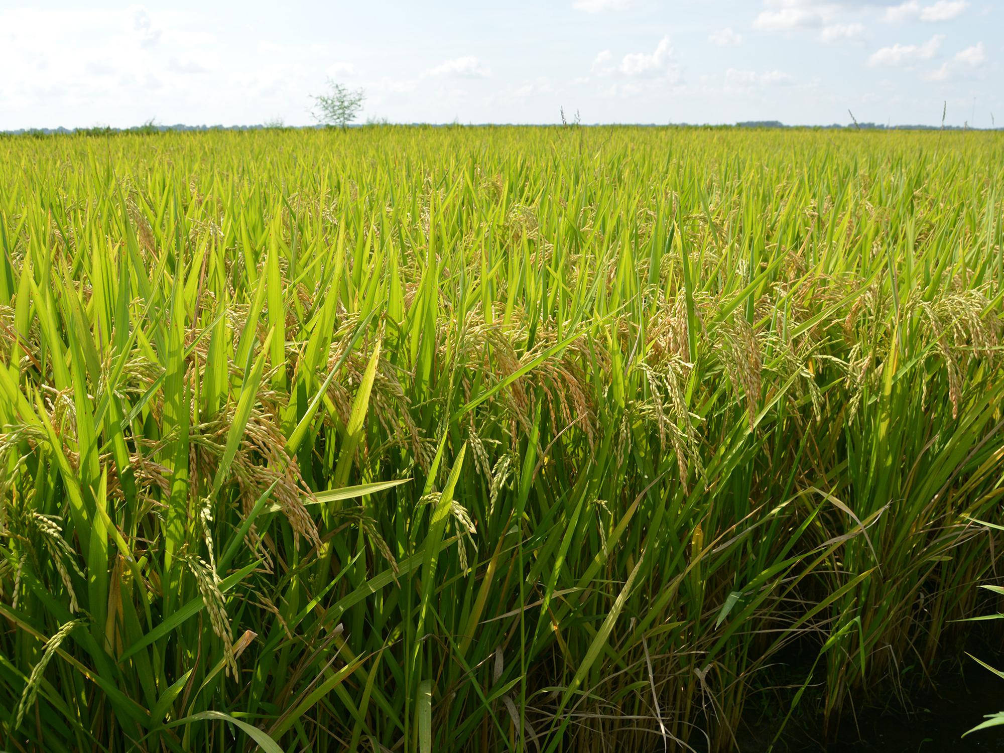 early-signs-point-to-good-rice-harvest-mississippi-state-university