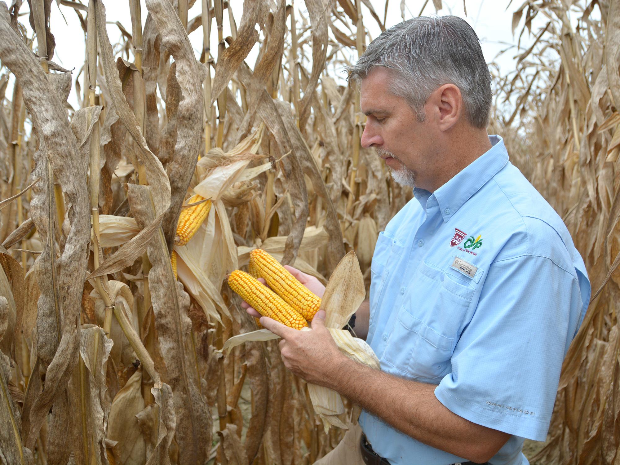 Corn harvest ahead of schedule, yields high