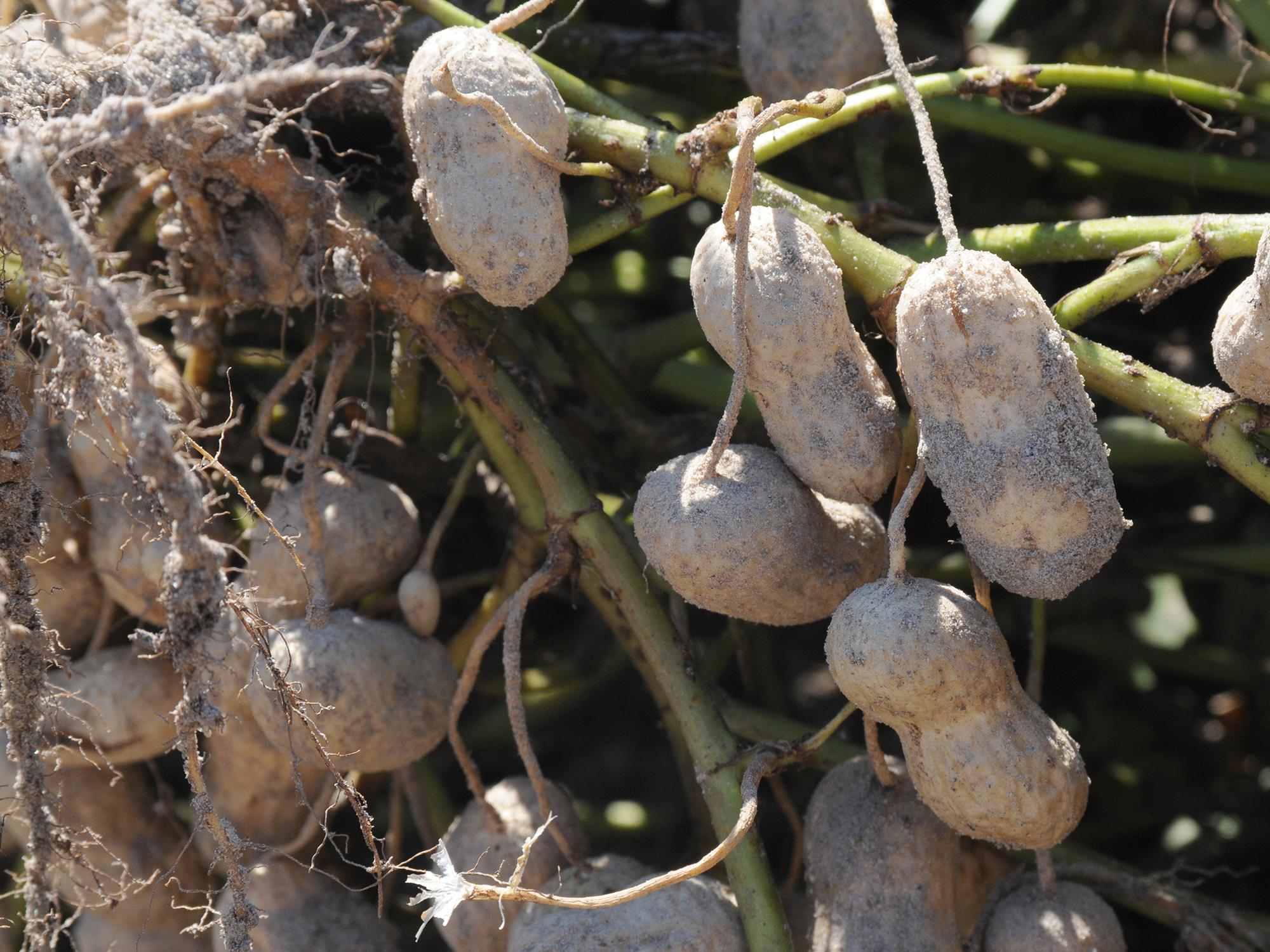 With peanut harvest near the halfway mark in Mississippi by Oct. 10, 2014, growers were seeing above average yields and quality pods. (File Photo by MSU Ag Communications/Kat Lawrence)