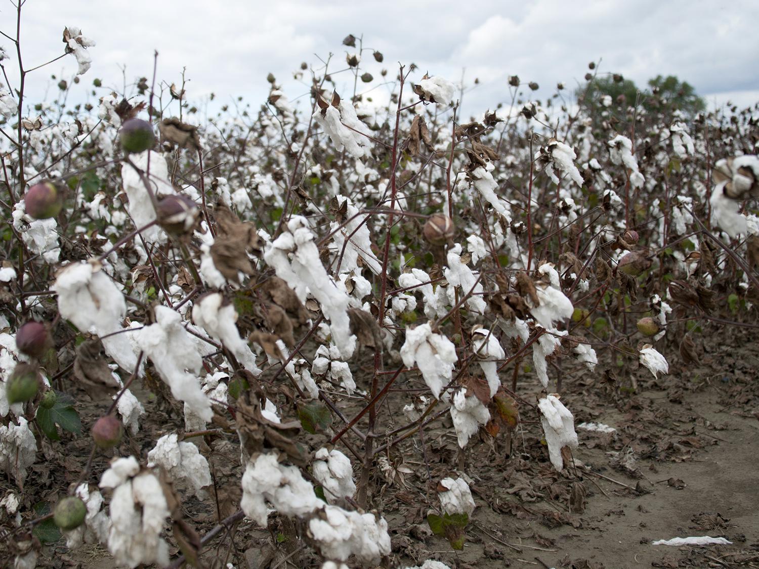 Cotton dislodged from bolls by heavy rains can still be harvested unless it is washed to the ground. This photo was taken Oct. 14, 2014, at the Mississippi State University Rodney Foil Plant Science Research Center in Starkville. (Photo by MSU Ag Communications/Kat Lawrence)