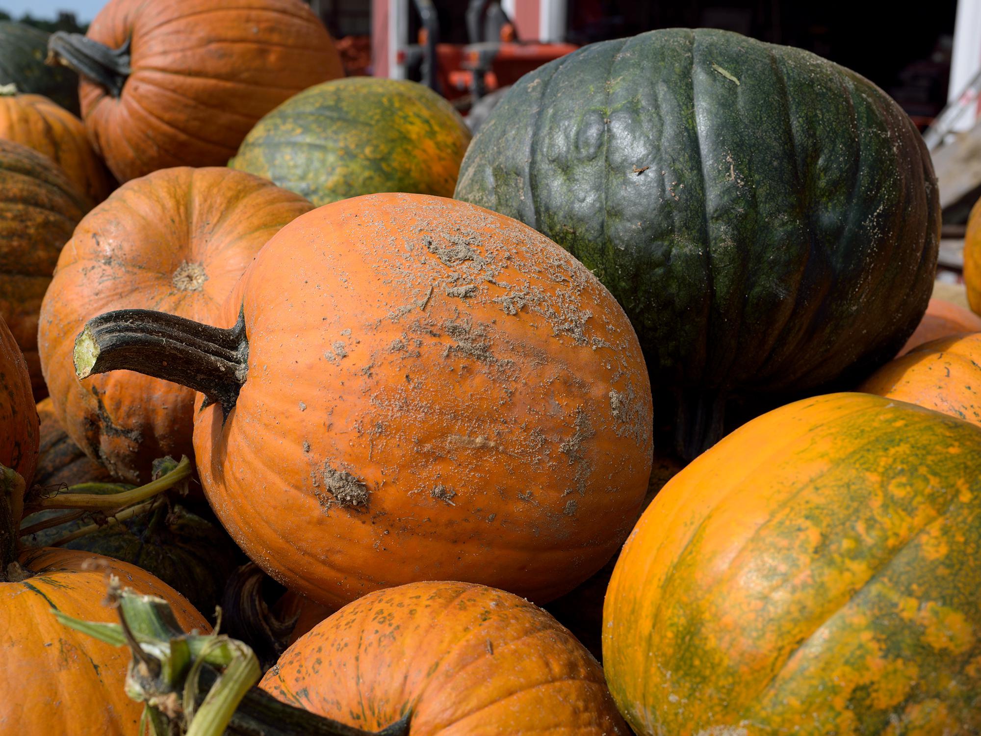 Wet weather during the growing season delayed pumpkin harvest and increased disease pressure for some Mississippi growers. These pumpkins were displayed at Mitchell Farms in Collins, Mississippi on Oct. 20, 2014. (Photo by MSU Ag Communications/Kevin Hudson)
