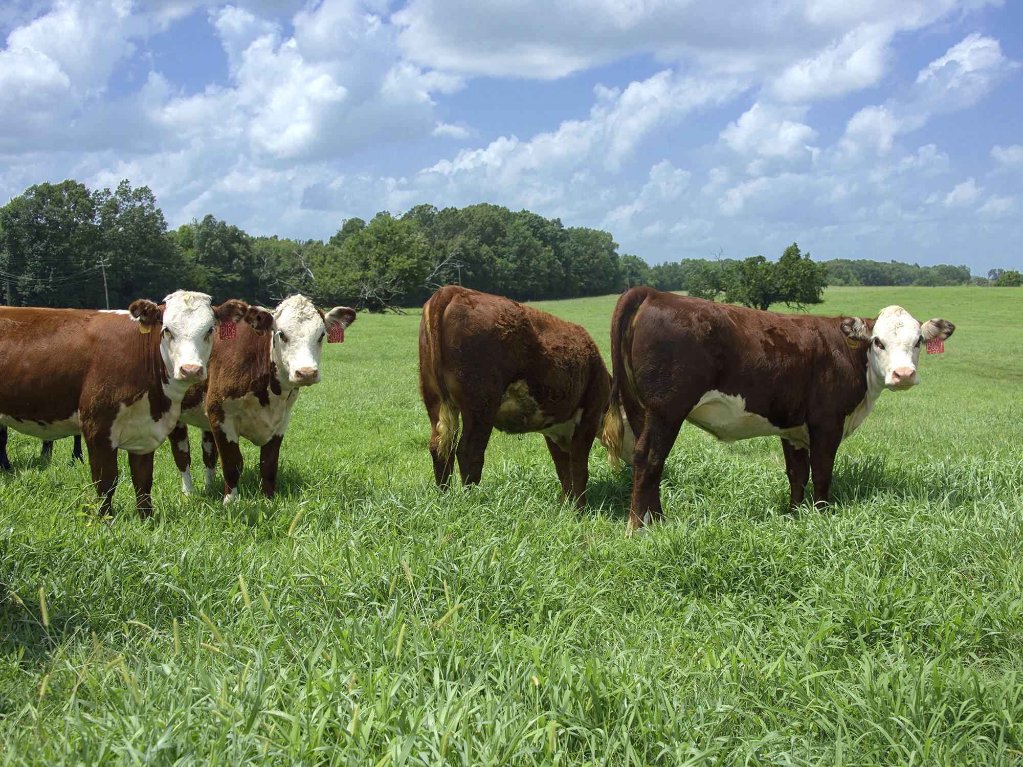 Shade from the summer sun is necessary to keep cattle cool and their feed intake high. These cattle were at the H.H. Leveck Animal Research Center at Mississippi State University in Starkville July 8, 2015. (Photo by MSU Ag Communications/Kevin Hudson)