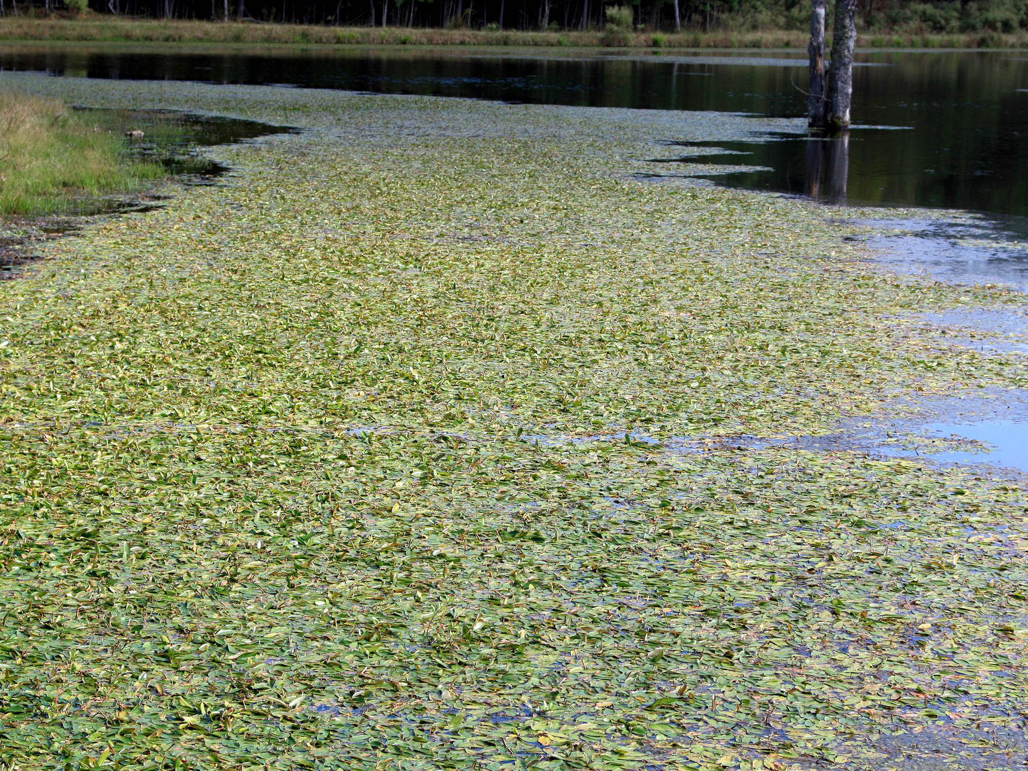 weeds in ponds