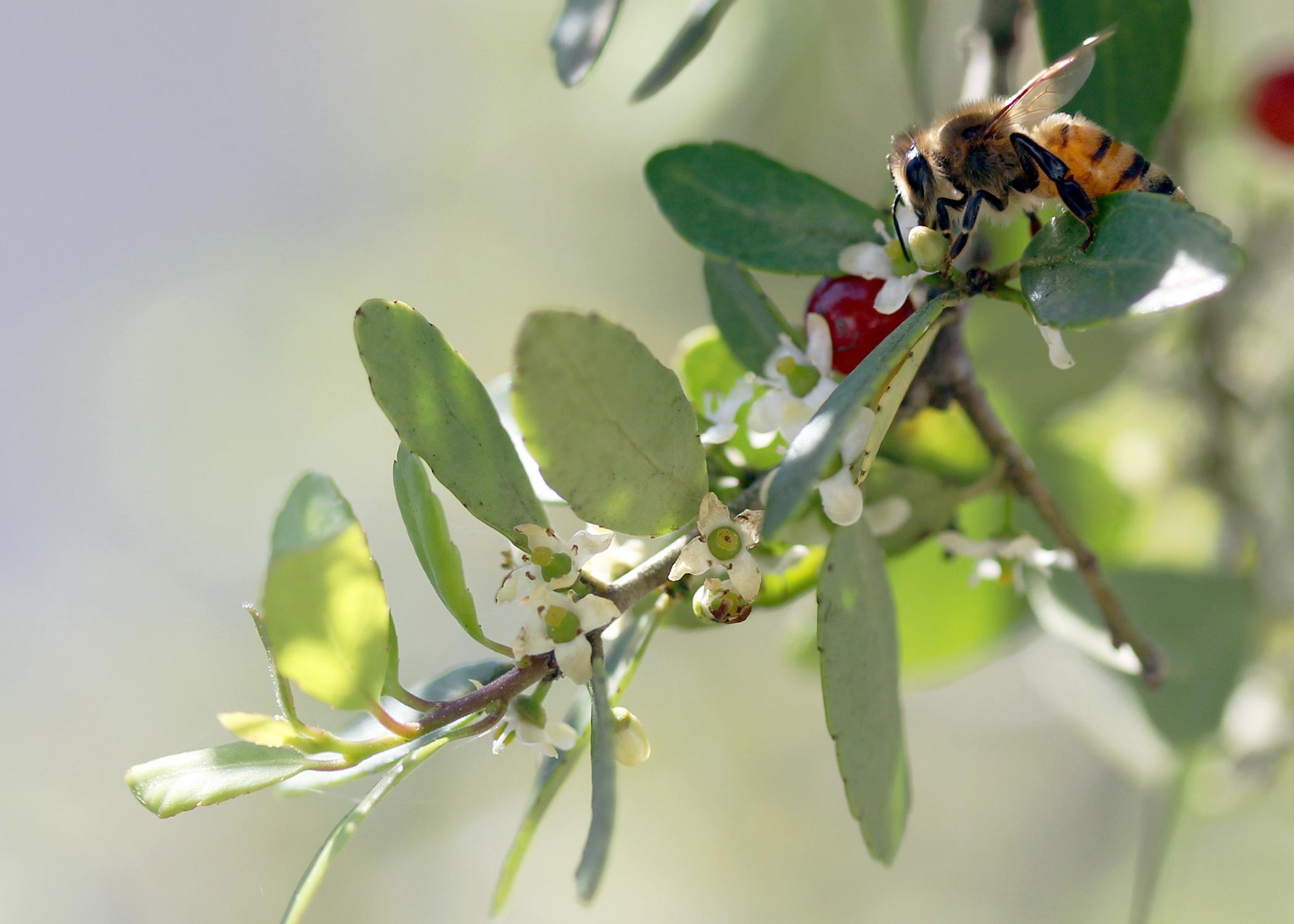 Flowering trees and shrubs, such as this weeping yaupon holly, provide nectar for bees, berries for birds, and shelter and nesting sites for a variety of other animals. (Photo courtesy of Marina Denny)