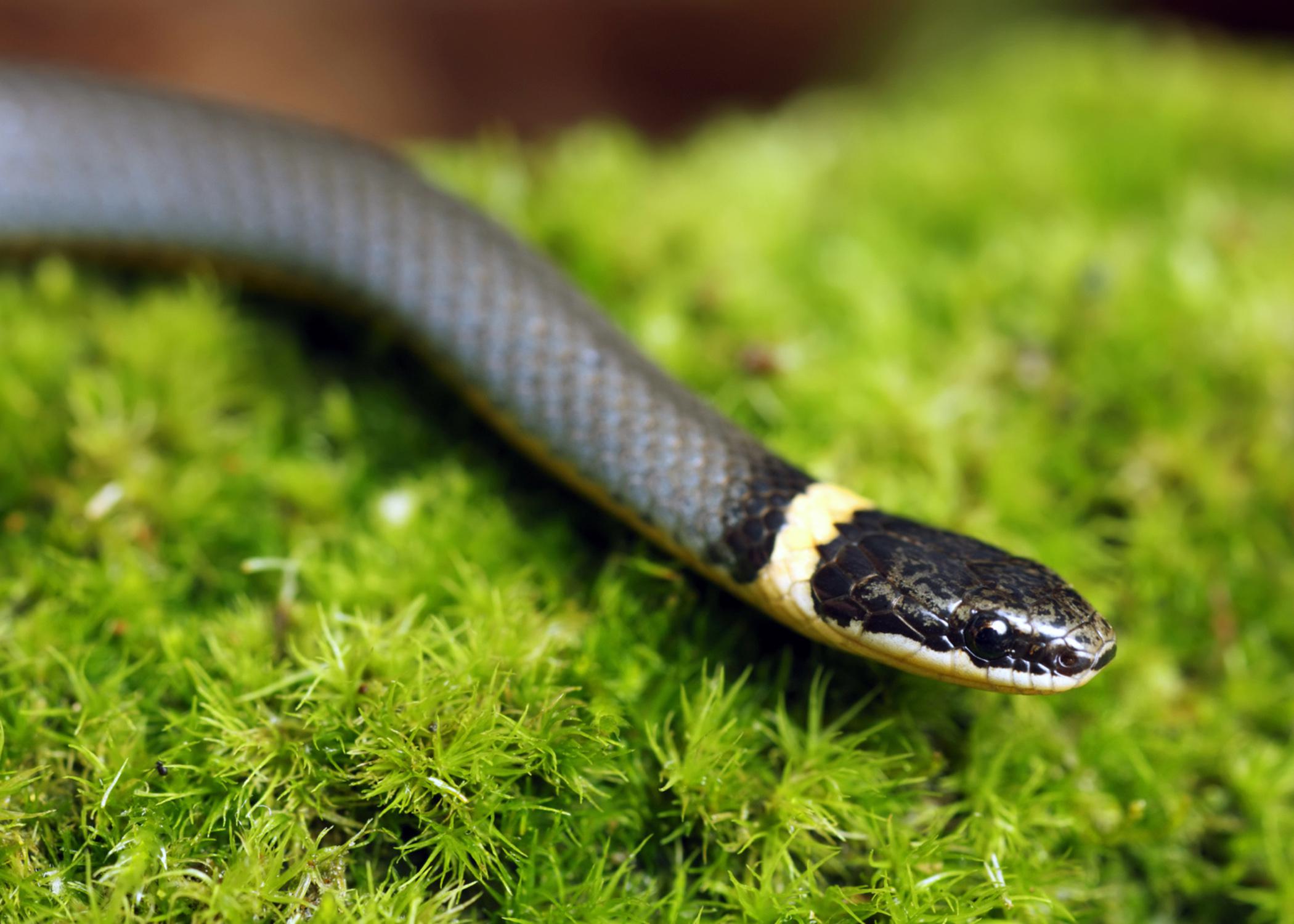 Rainbow Snake – Reptiles and Amphibians of Mississippi