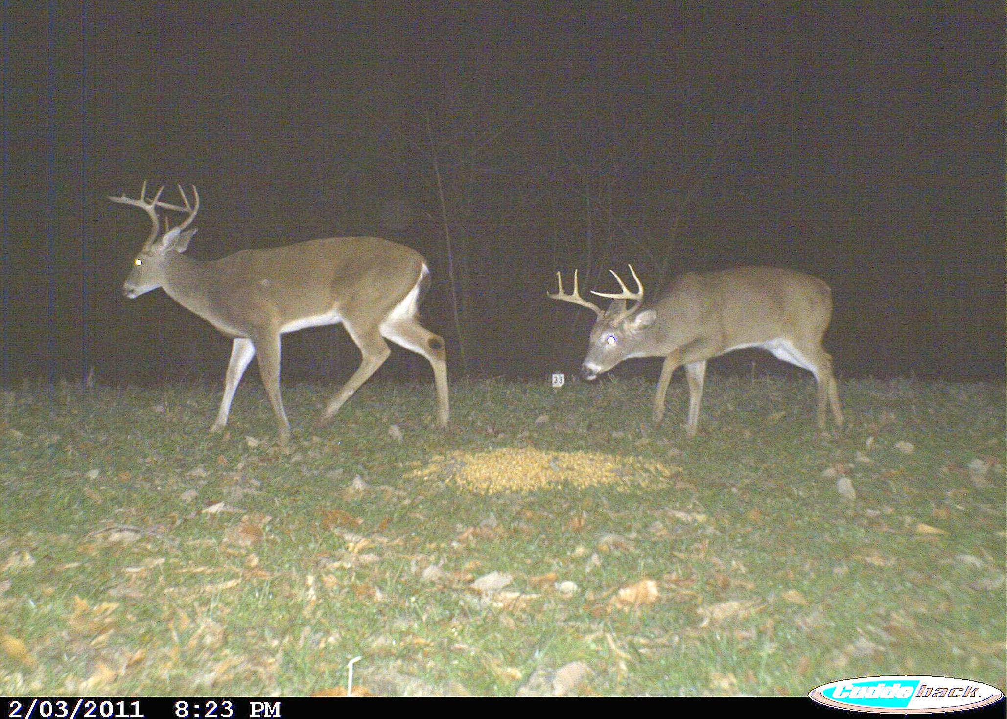 Photos taken using game cameras provide valuable information on deer population statistics, feeding patterns and more. (Photo courtesy of MSU Department of Wildlife, Fisheries & Aquaculture.)