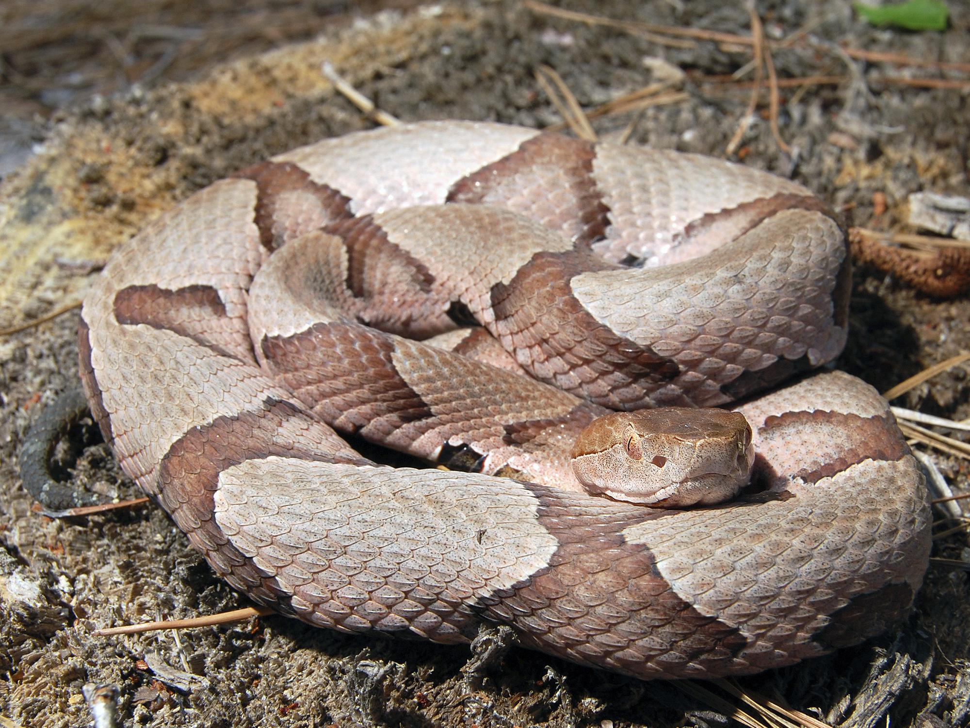 Adult venomous snakes, like this copperhead, will use camouflage or run away to avoid conflict, rather than strike first. (Photo from iStock.)