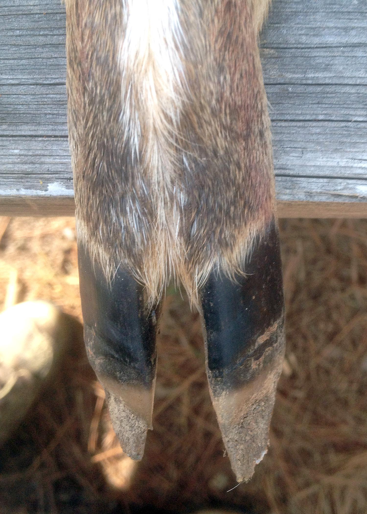 Damaged, broken or cracked hooves indicate the deer contracted hemorrhagic disease, caused by either the epizootic hemorrhagic disease virus or bluetongue virus. (Photo by MSU Extension Service/Bronson Strickland)