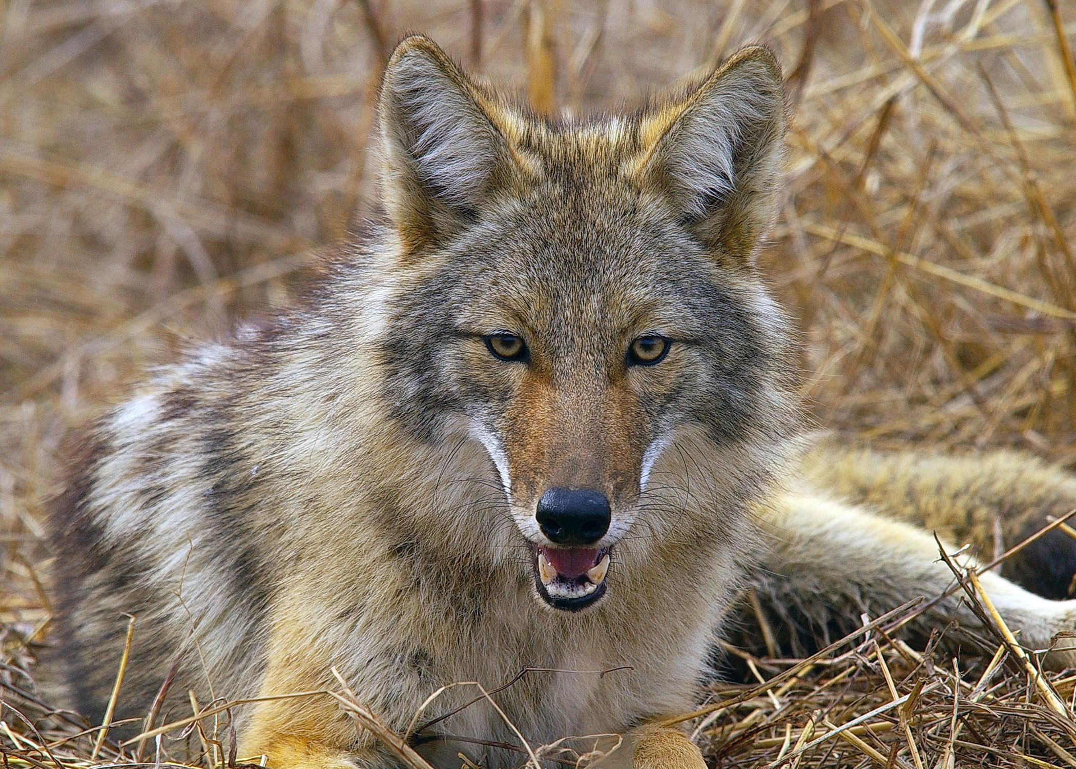 baby coyote with mom