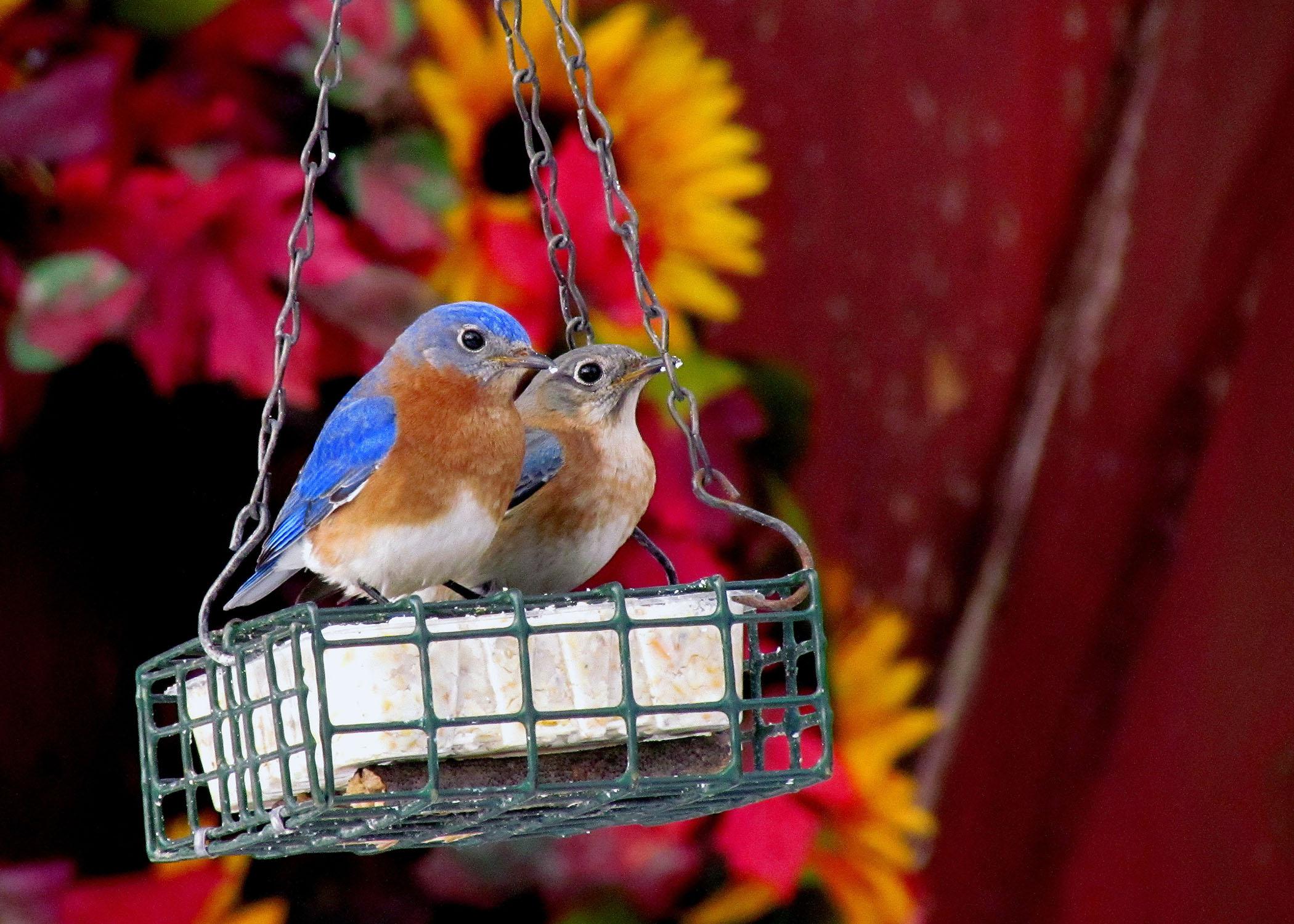 Eastern bluebirds will benefit from suet, a high-fat, high-calorie treat, in the winter months. (Photo by Jeanne Creech)