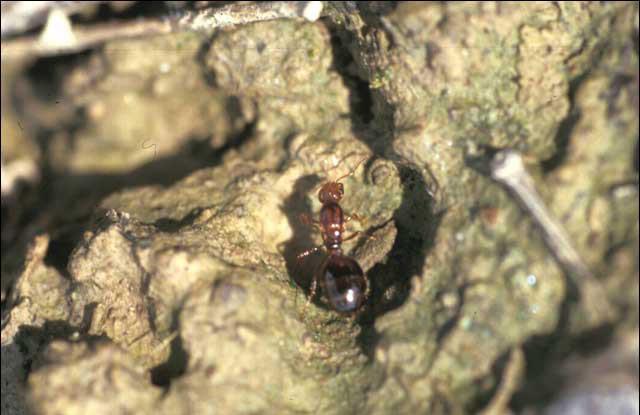 A fire ant queen without wings.