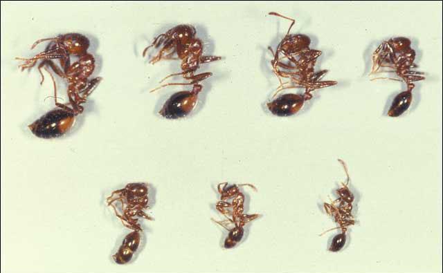 Seven different fire ant carcasses varying in size. 