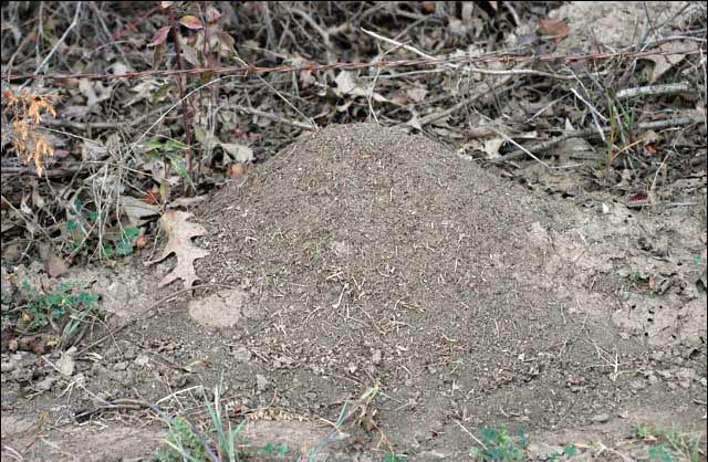 A fire ant mound sits in front of twigs and dead leaves.
