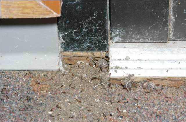 Several fire ants entering a building around an old door and bringing particles of soil inside. 