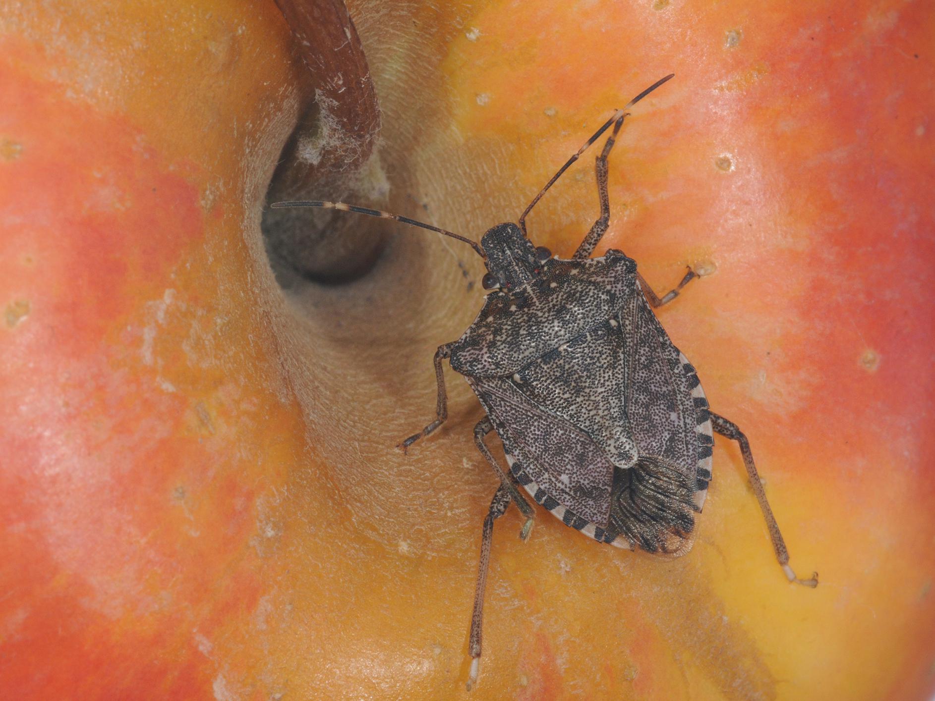 A brown marmorated stink bug with numerous small spots on its body and two white lines on its dark, brown antennae sits on top of a red and yellow apple.