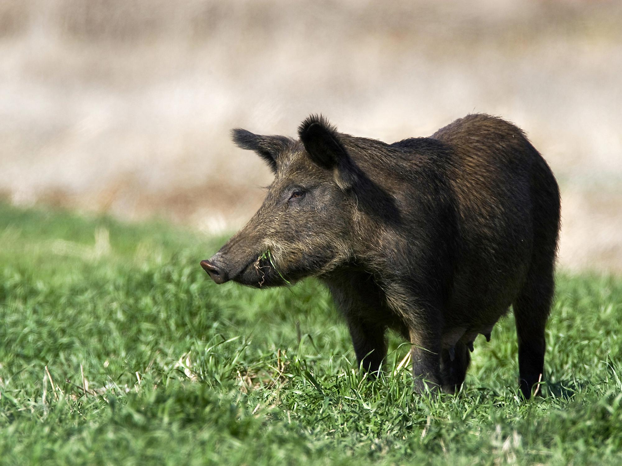 Wild hog presence threatens wildlife | Mississippi State