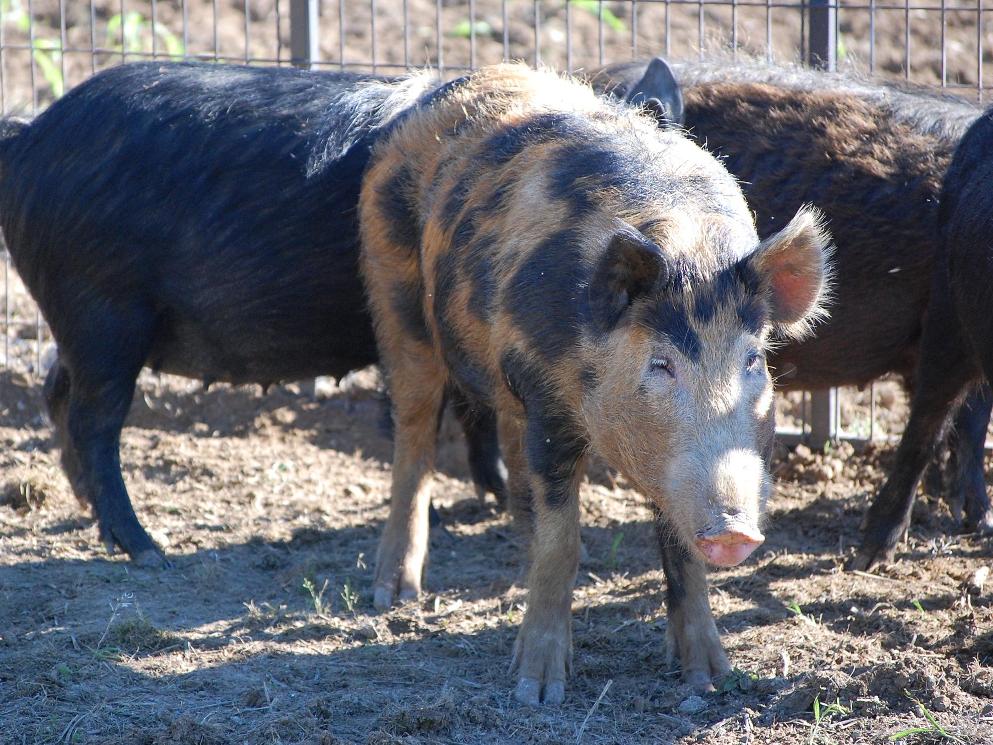 An orange wild hog with large black spots stands in a trap with two black wild hogs in the background.