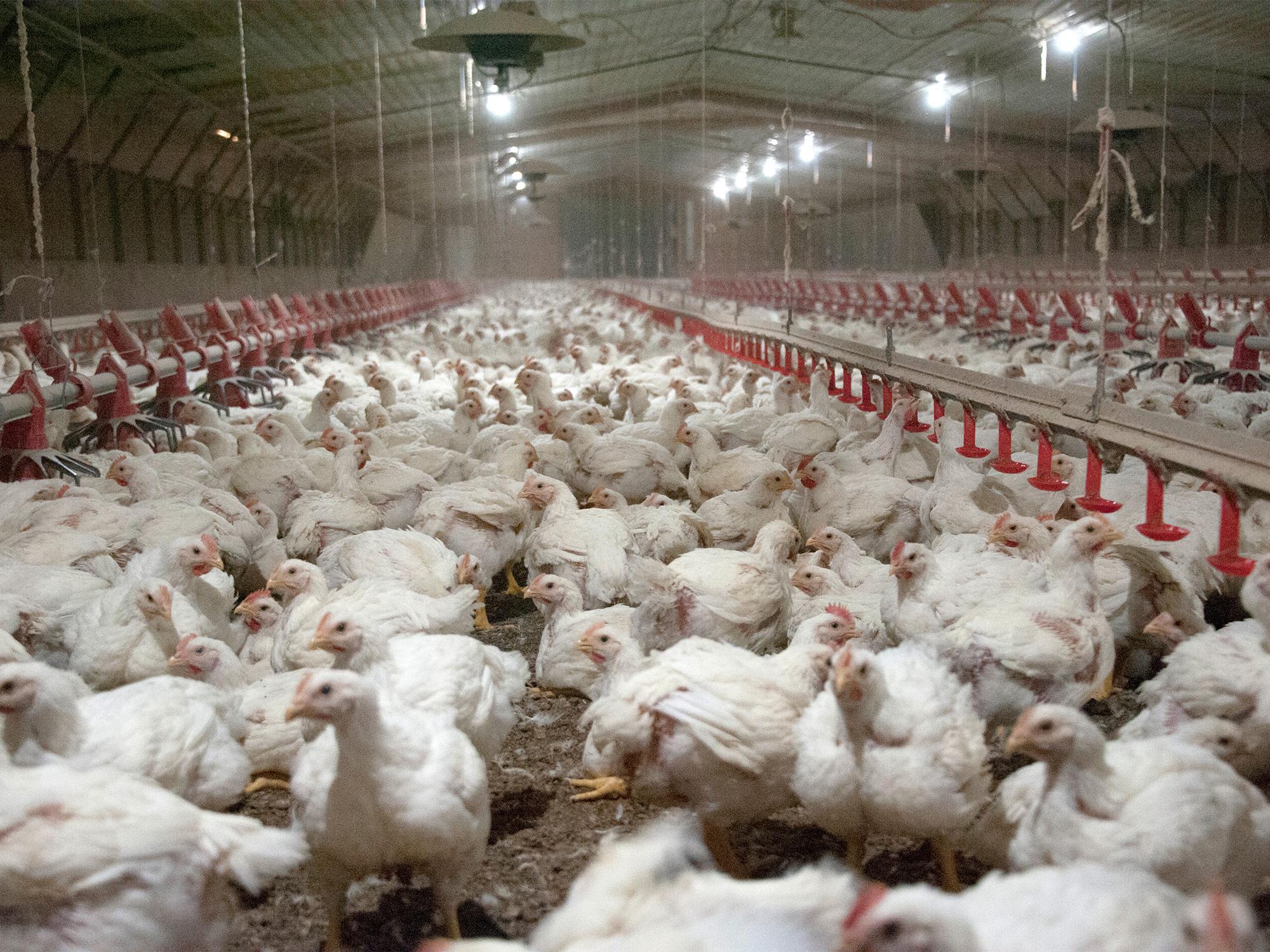 Scores of chickens are seen inside a poultry house.