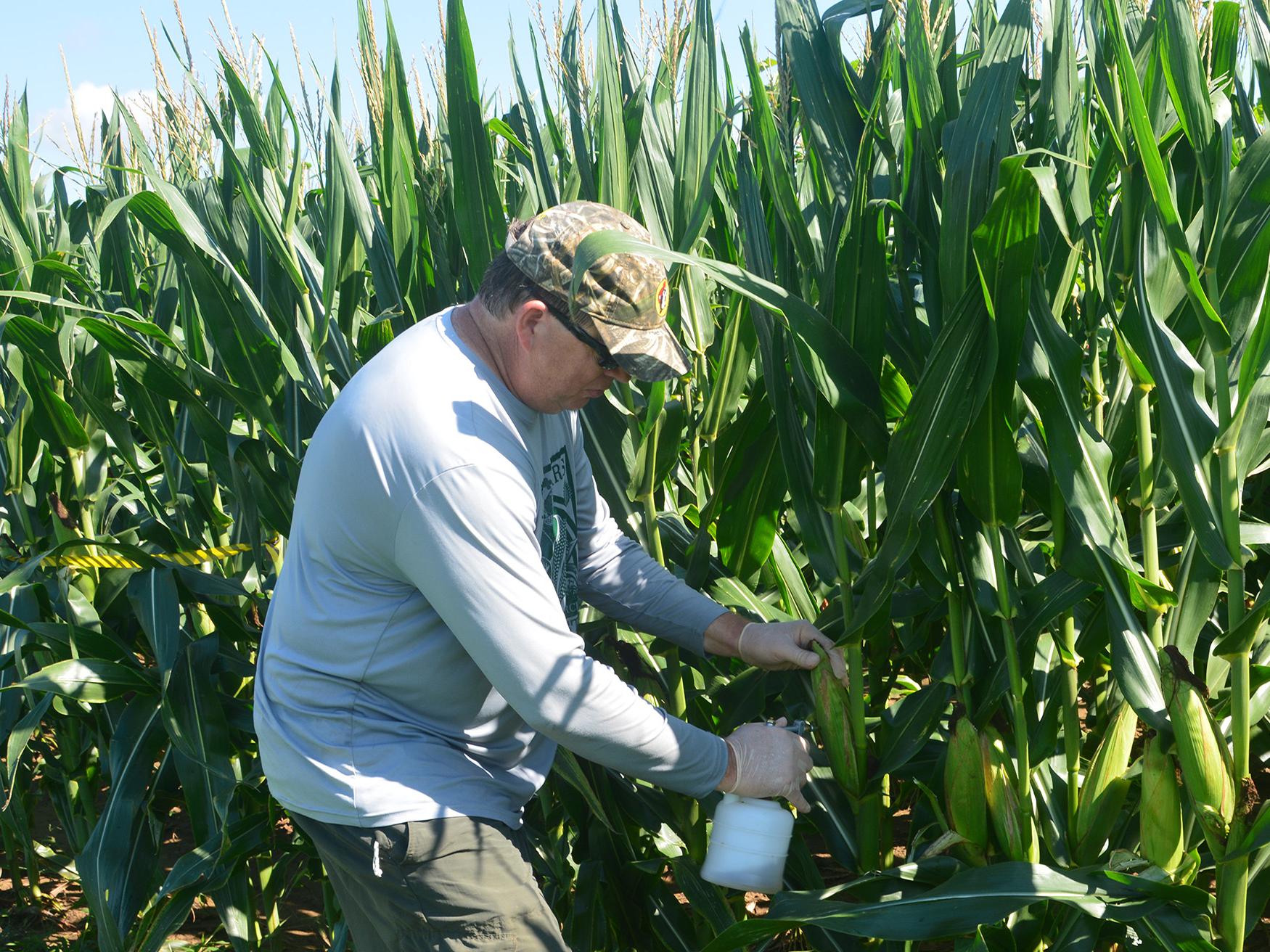 Gary Windham, a research plant pathologist with the U.S. Department of Agriculture, inoculates corn that is part of an aflatoxin study at Mississippi State University R.R. Foil Plant Science Research Center in Starkville, Mississippi, on July 13, 2017. (Photo by MSU Extension Service/Linda Breazeale)