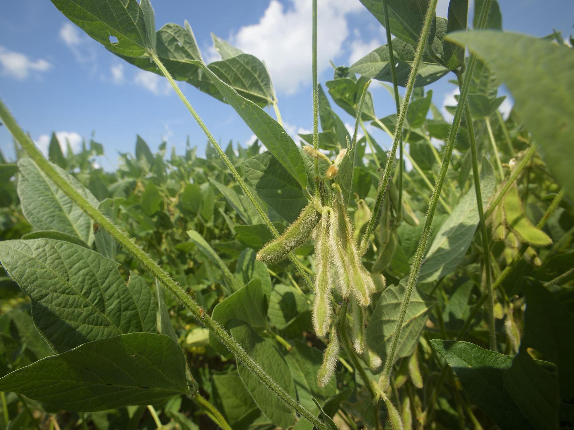 Producers planted much of Mississippi’s soybean crop early, allowing it to avoid many late-season threats from diseases and insects. These soybeans were growing July 25, 2017, on the Mississippi State University R.R. Foil Plant Science Research Center in Starkville, Mississippi. (Photo by MSU Extension Service/Kevin Hudson)