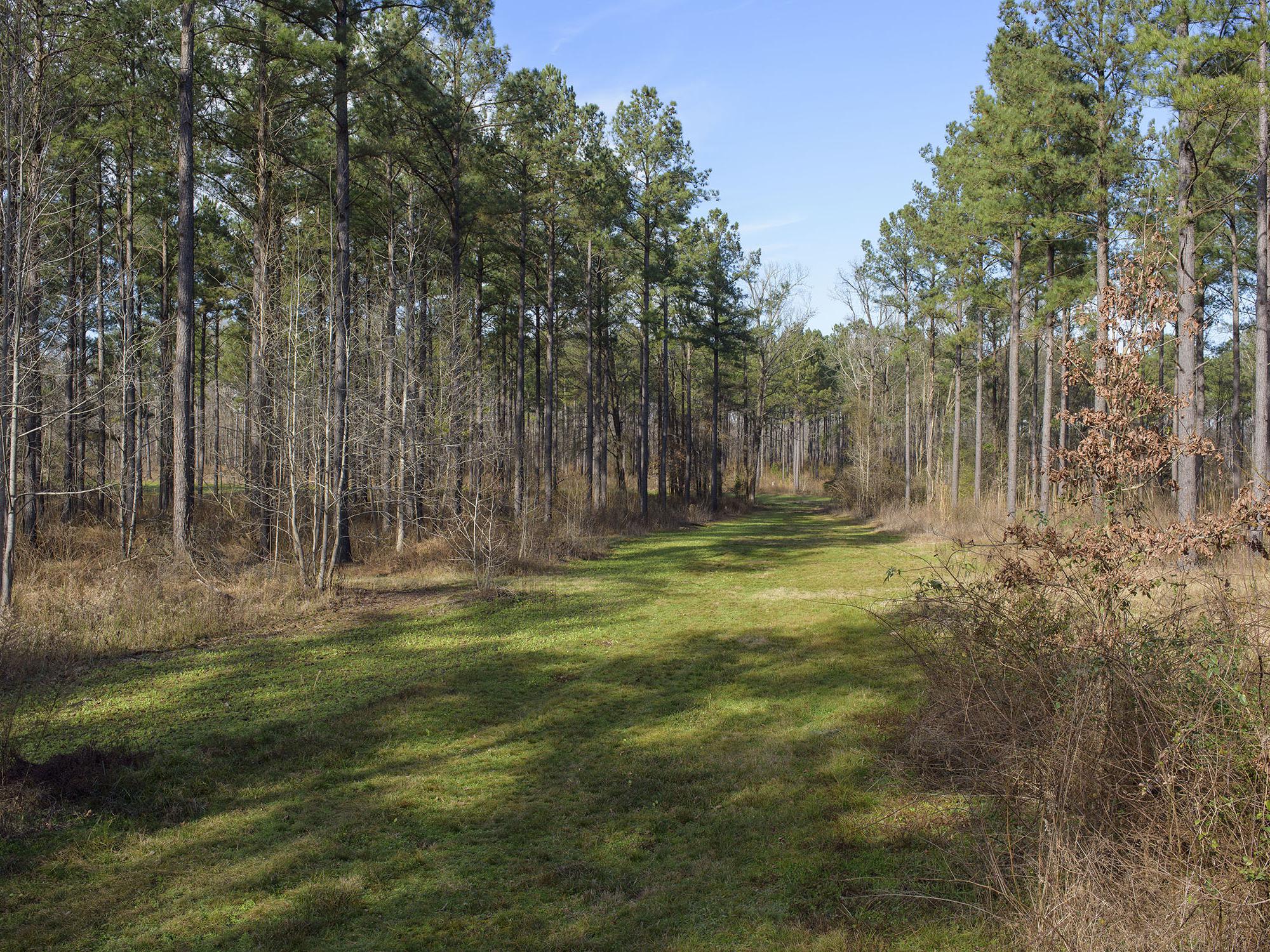 With a new sawmill in central Mississippi and the prospect of more being built, timber plots like this one at Coontail Farm in Aberdeen will be a good investment long-term despite middling timber market conditions now. (File photo by MSU Extension Service/Kevin Hudson)