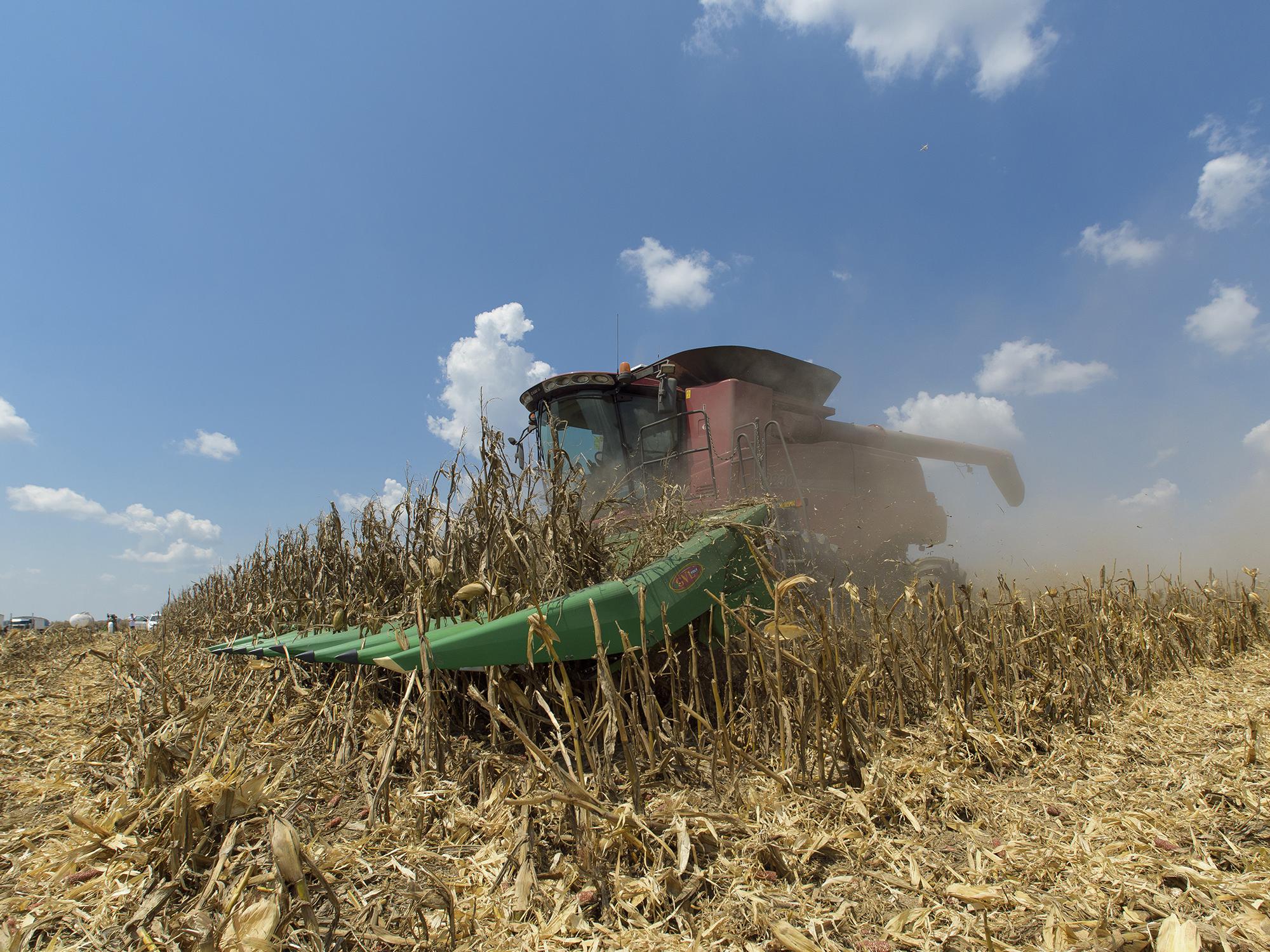 Harvesting corn at Simmons Planting Co. in Arcola, Mississippi, on Aug. 22, 2017. (Photo by MSU Extension Service/Kevin Hudson)