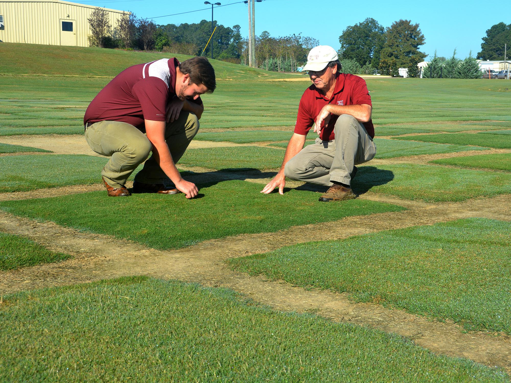 Two men kneel over a square test plot and feel the texture of the sod.