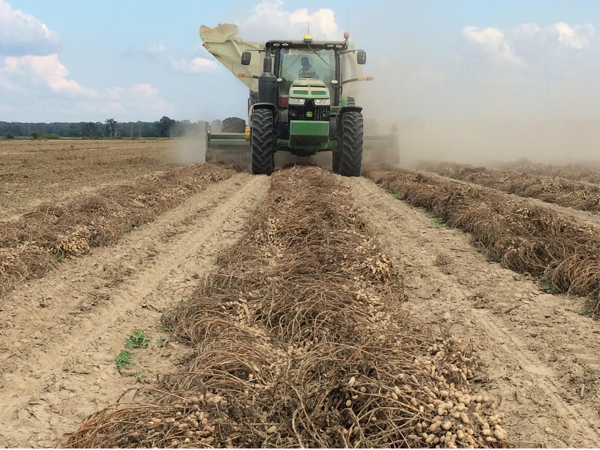 Corn harvest ahead of schedule, yields high