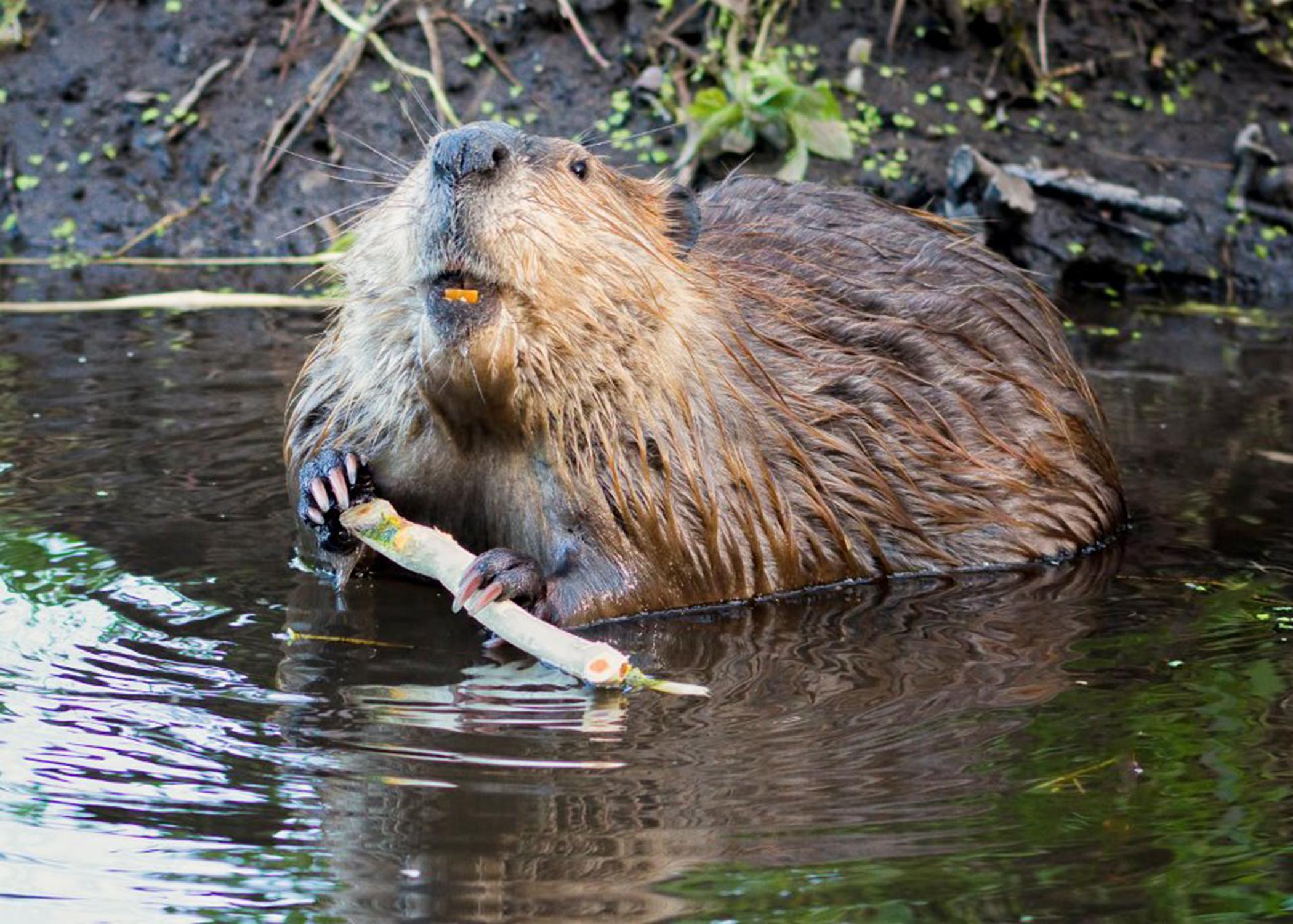 Hardworking beavers play a big role in history | Mississippi State