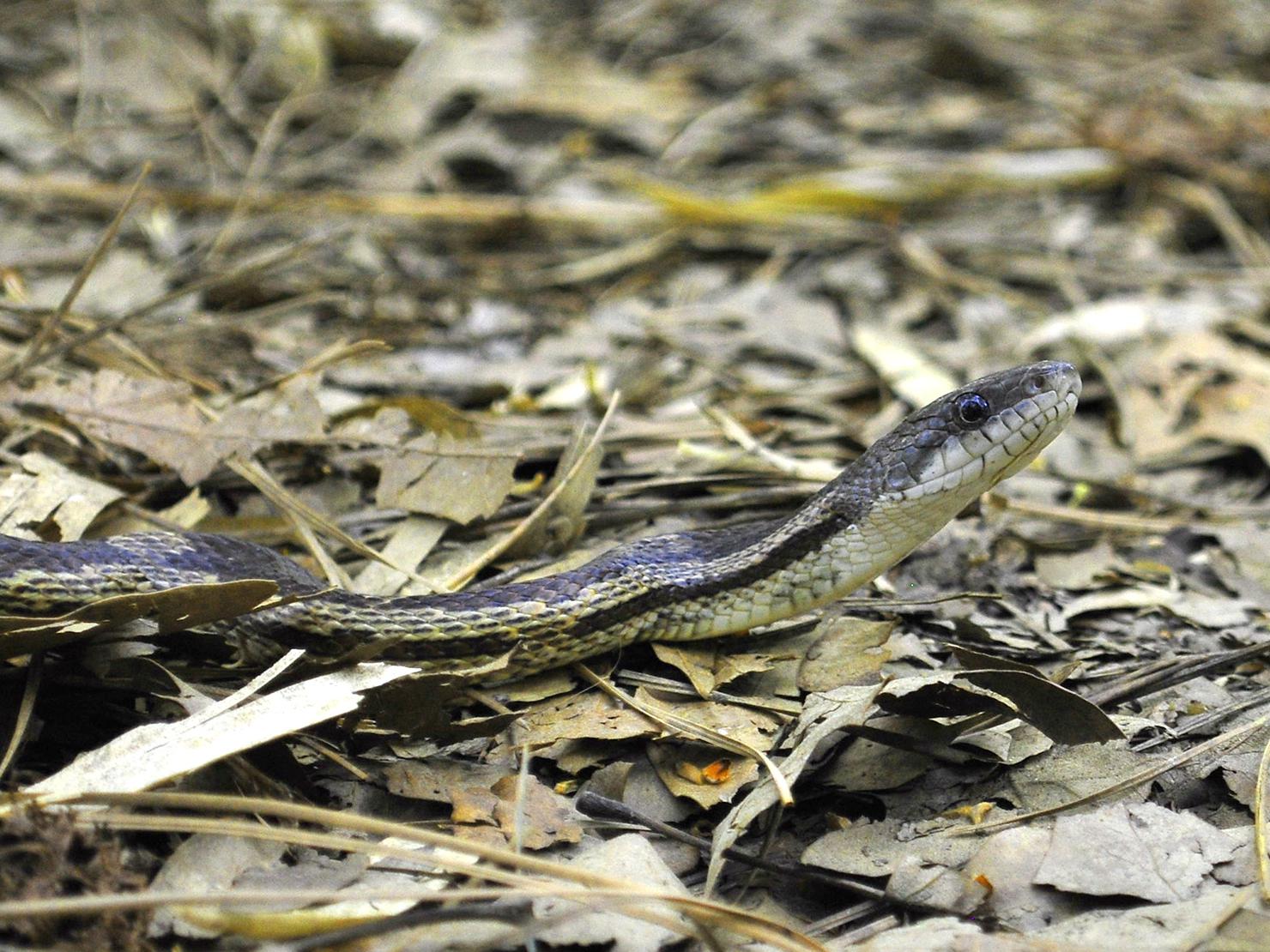 most-mississippi-snakes-are-beneficial-not-deadly-mississippi-state-university-extension-service