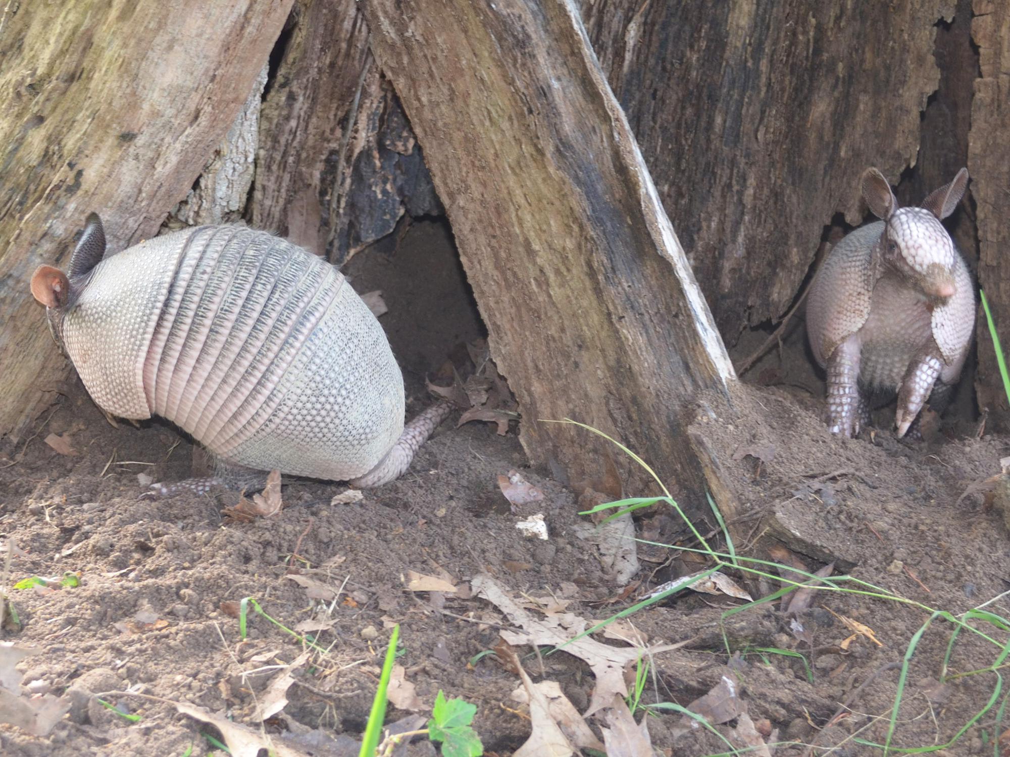 Wildlife may become garden pests or pets | Mississippi State University Extension Service Wildlife may become garden pests or pets | Mississippi State University Extension Service