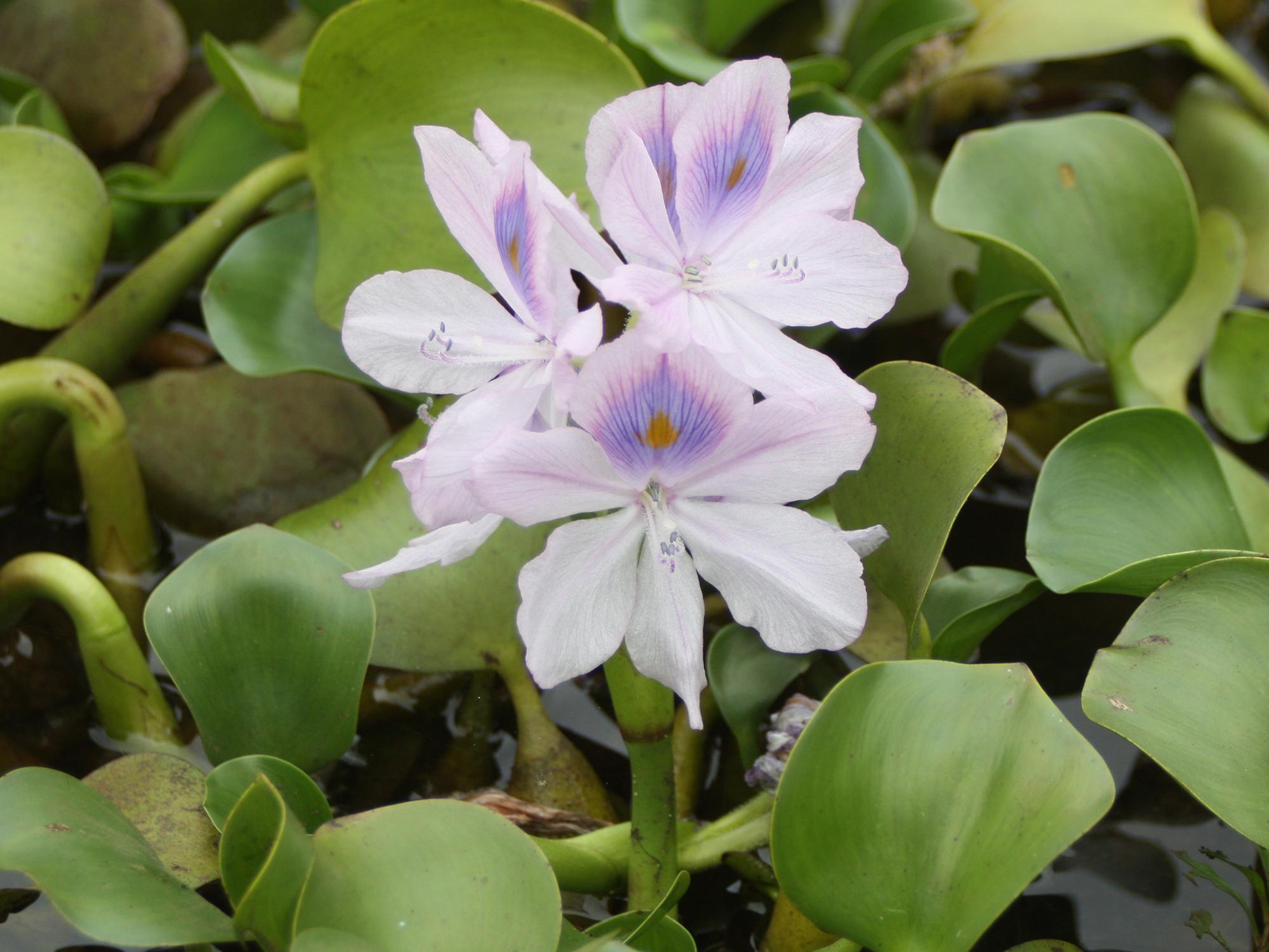 Water hyacinths produce lovely blooms on Mississippi water surfaces during the summer, but this aggressive and invasive plant blocks light, stops photosynthesis for the plants growing below the surface and eliminates oxygen in the water. Freezing temperatures will kill plants, causing additional water quality problems. (Photo by MSU Extension Service/ J. Wesley Neal)