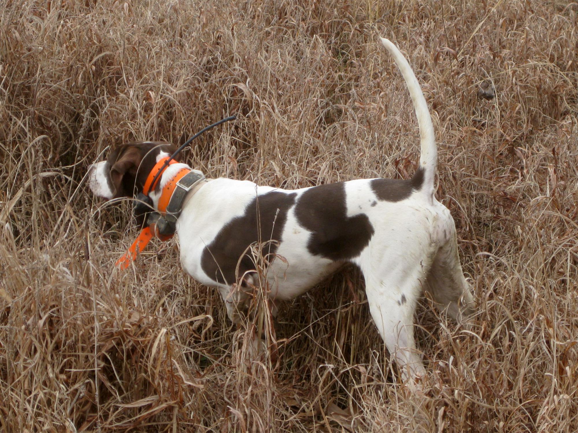 A bird dog is on point in tall grass as it detects quail.