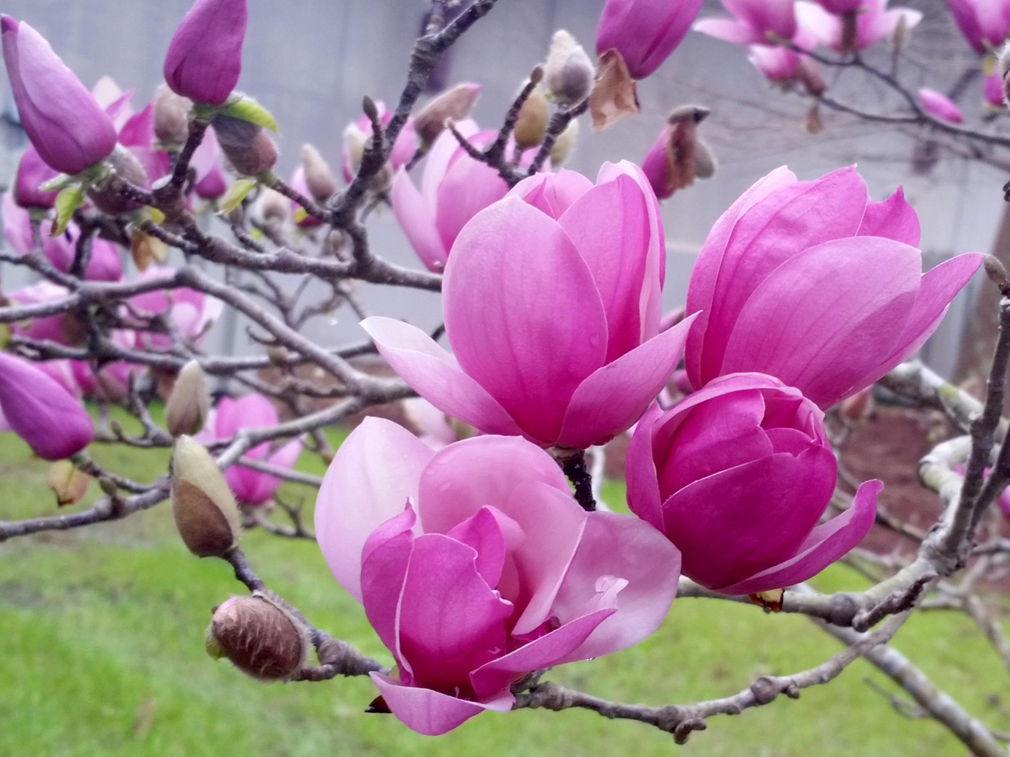 saucer magnolia blooms herald arrival of spring | mississippi