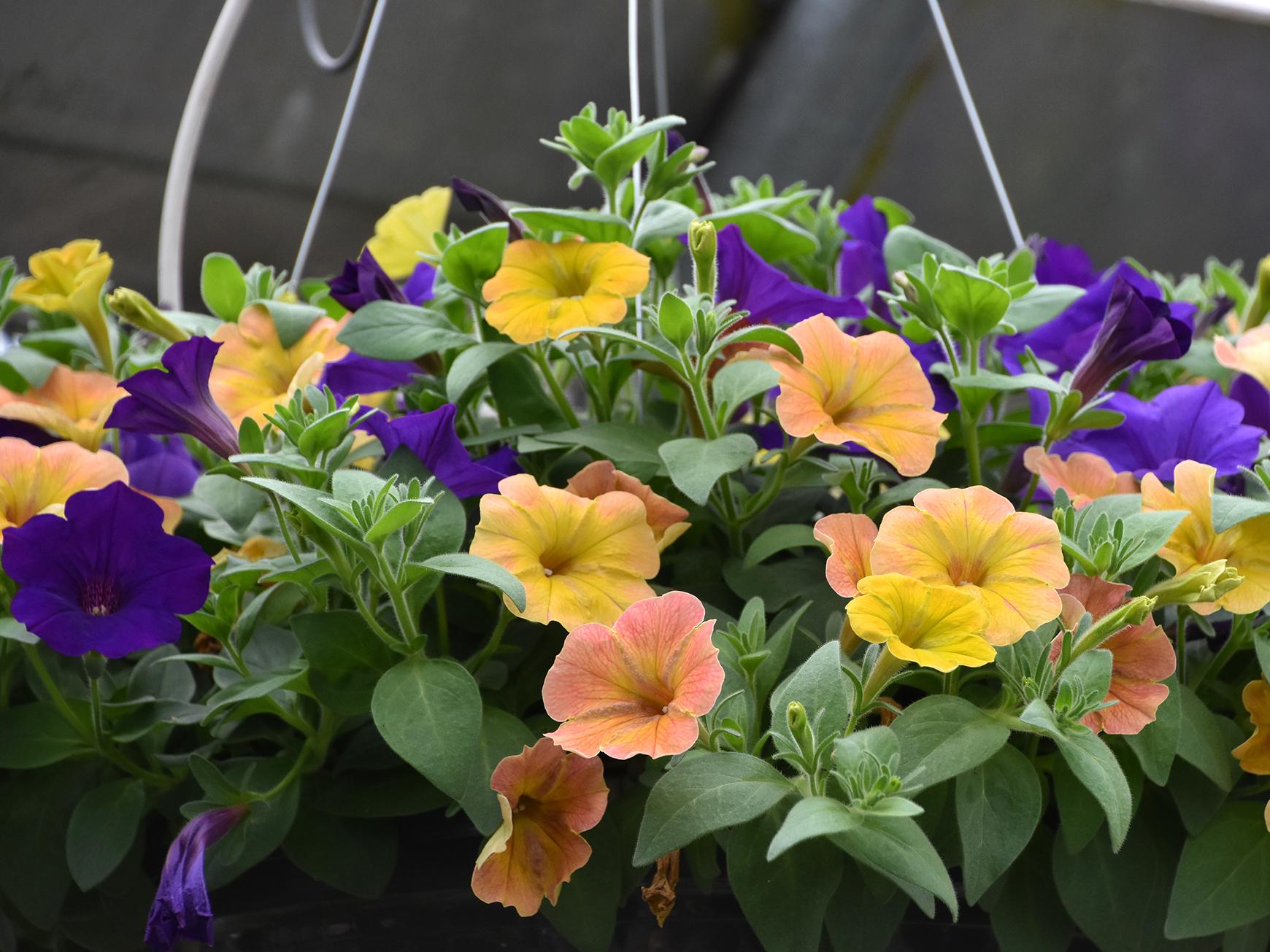 Supertunia Royal Velvet combines perfectly with Supertunia Honey for a beautiful hanging basket. (Photo by MSU Extension/Gary Bachman)