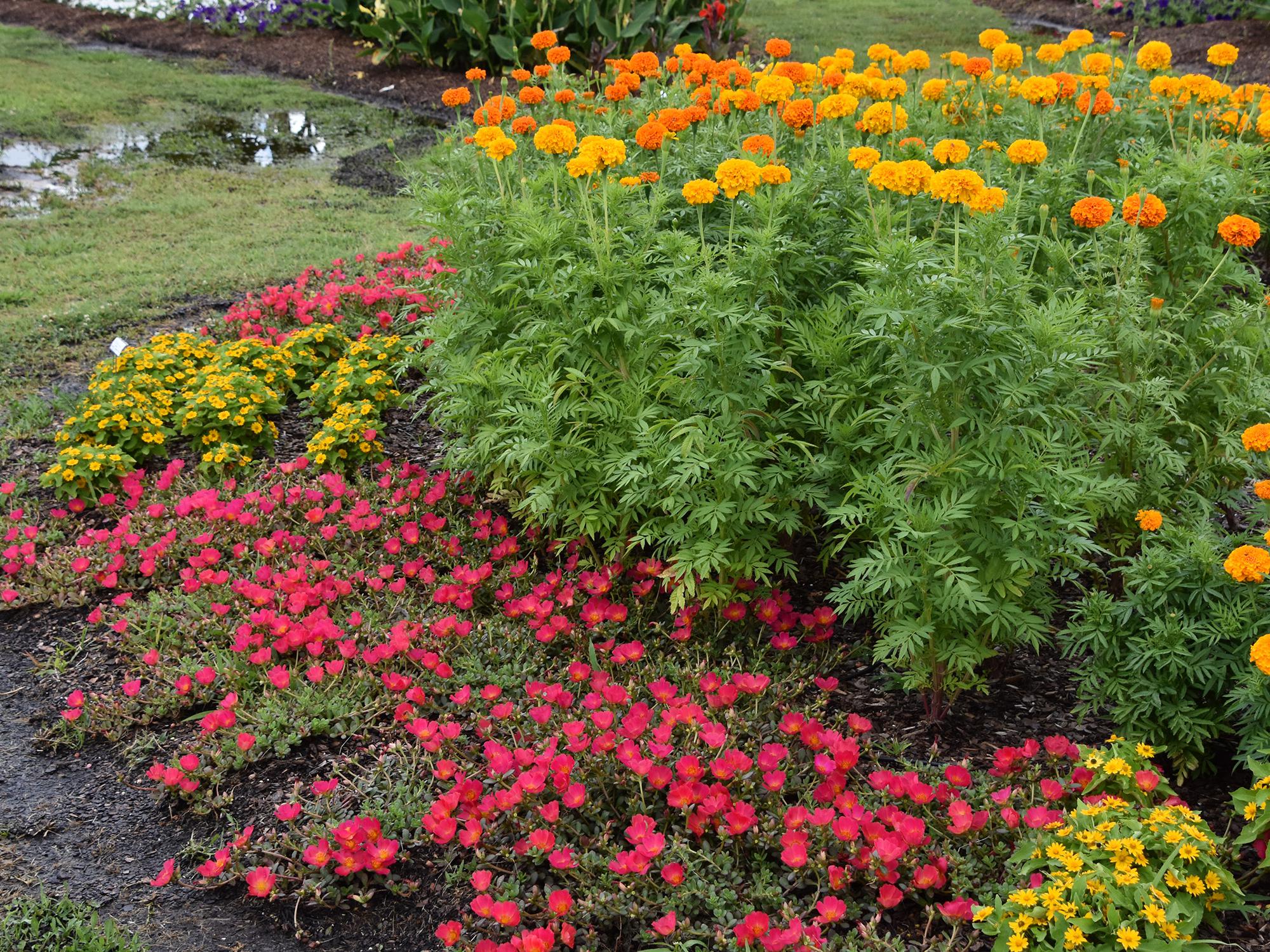 Also called the African marigold, various series of the American marigold can range from 15 inches to 3 feet in height. (Photo by MSU Extension Service/Gary Bachman)