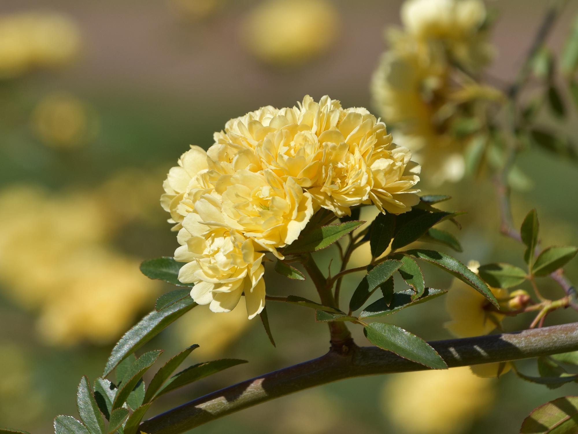 Although common in Southern landscapes, the Lady Banks rose dates back to the late 1790s and came from China. (Photo by MSU Extension/Gary Bachman)