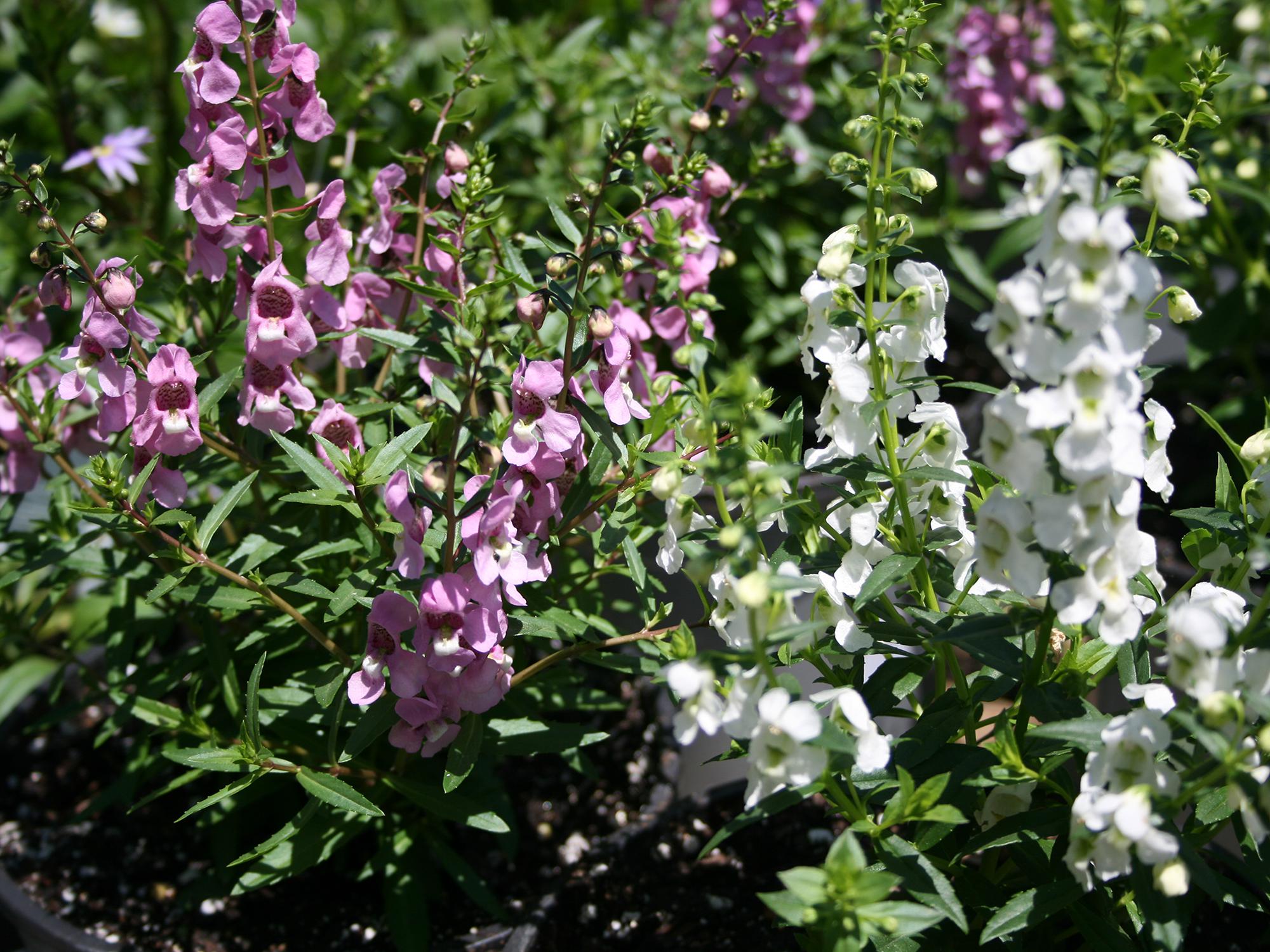 A member of the snapdragon family, the Serena Angelonia will grow to 1 foot tall and spread up to 14 inches. (Photo by MSU Extension Service/Gary Bachman)