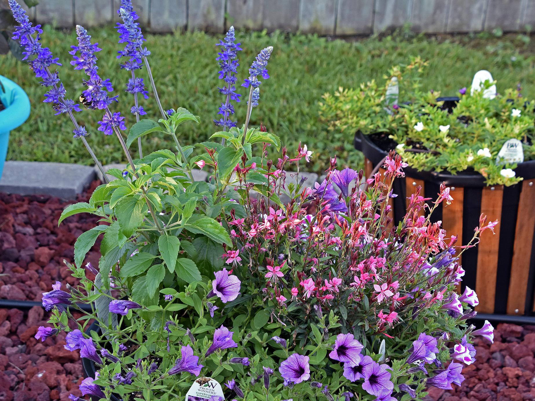Containers can be planted at any time of year. This summer combination has tall Salvia Playin’ the Blues in the back, Gaura Karalee Petite Pink providing interest in the front, and Supertunia Bordeaux filling in all the extra space. (Photo by MSU Extension/Gary Bachman)