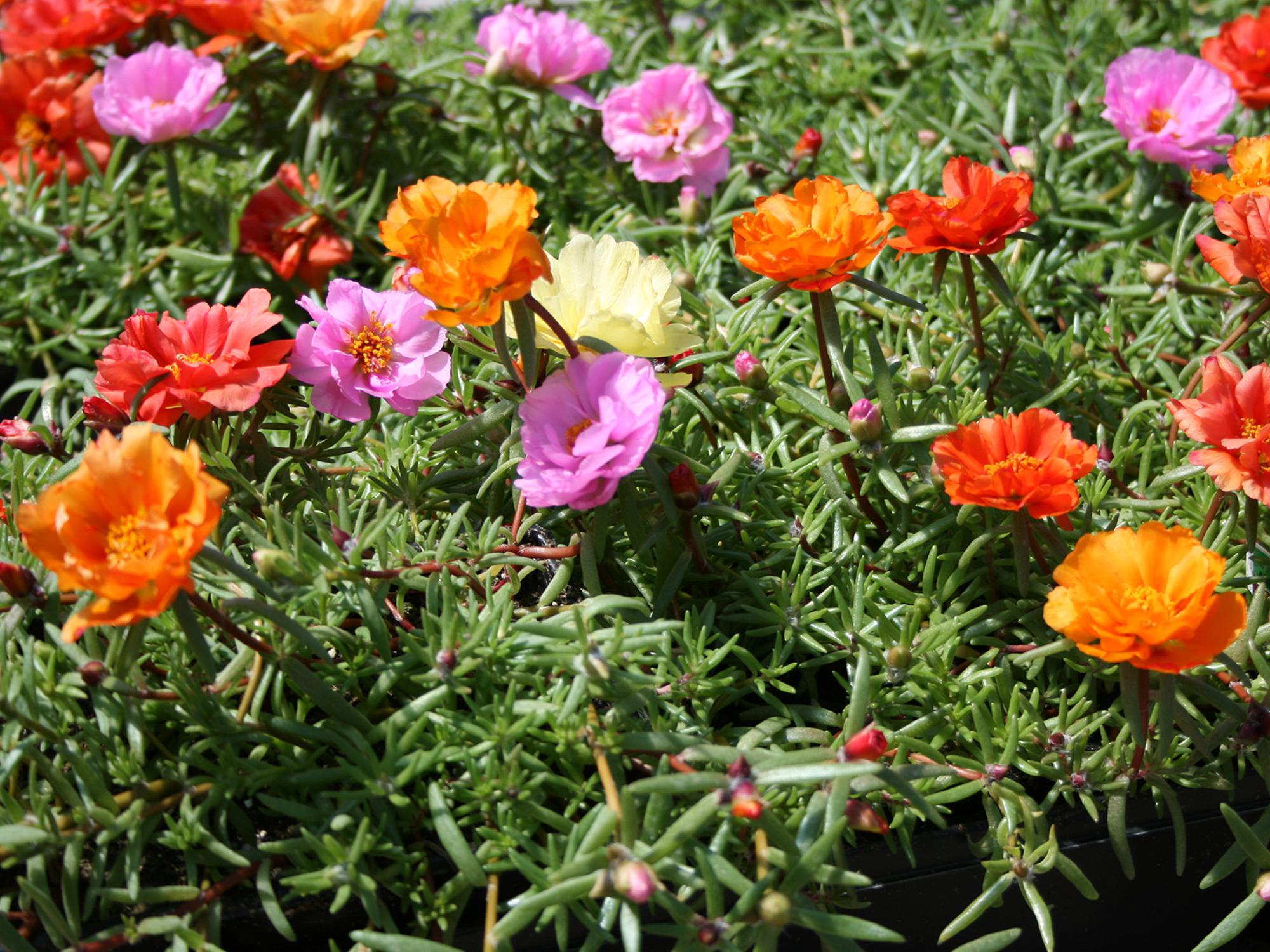 Moss rose is a great summer selection with blooms that resemble tiny roses and succulent foliage that withstands the heat. (Photo by MSU Extension/Gary Bachman)