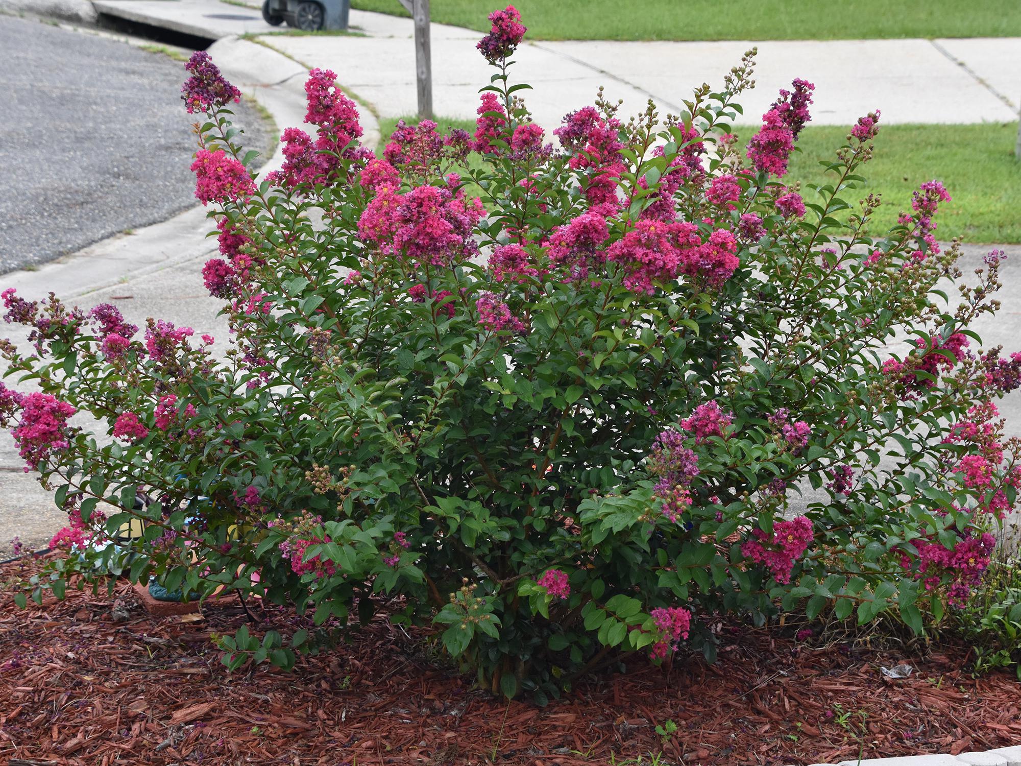 Gardeners sometimes use heavy pruning to control crape myrtle size and shape, but these goals are better achieved by choosing the right plant to fit the space. This Bourbon Street Dwarf Crape Myrtle is an excellent choice for a small area. (Photo by MSU Extension/Gary Bachman)