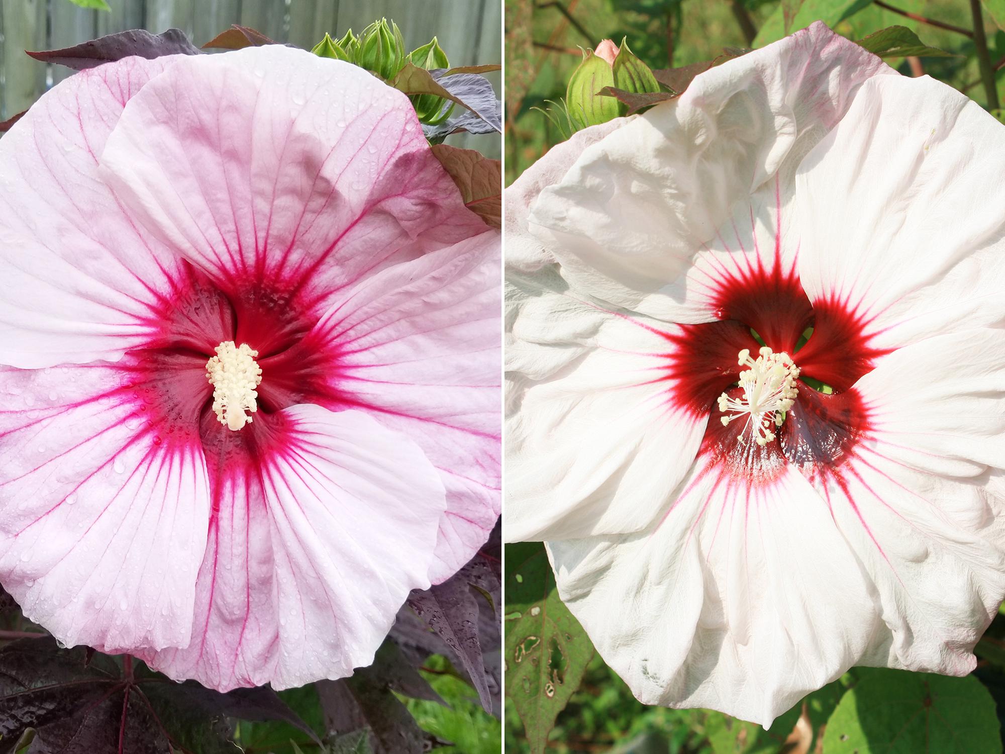 The combination of flower and foliage colors on Summerific Perfect Storm (left) is as dramatic as a summer thunderstorm. Although a compact-growing selection, the huge flowers can exceed 9 inches in diameter. The star of my late-summer garden is Summerific Cherry Cheesecake (right), which blooms for a month with 7- to 8-inch-diameter flowers. (Photo by MSU Extension/Gary Bachman)