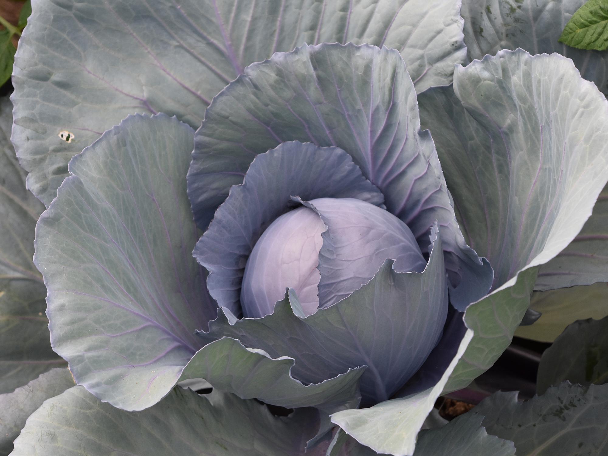 A head of cabbage grows in the center of a gorgeous red cabbage plant.
