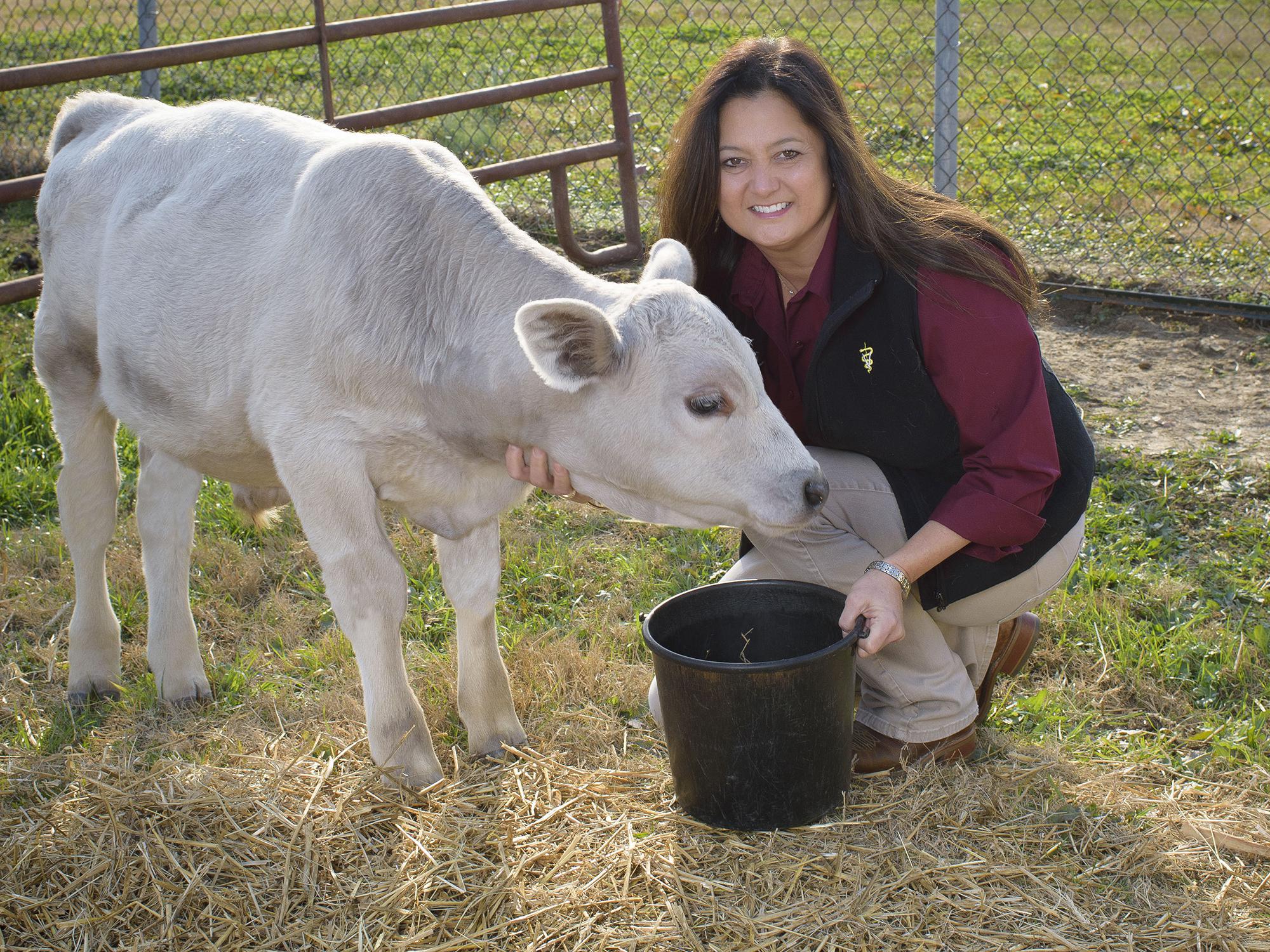 Woman inside a gate in a pasture feeding a white cow.