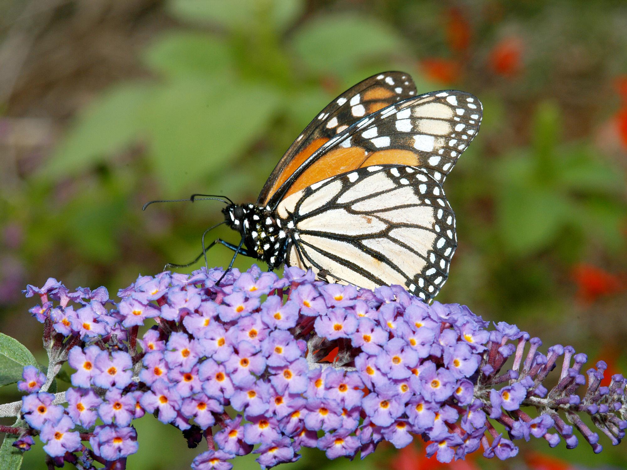 An orange and white Monarch butterfly rests on small purple flowers.