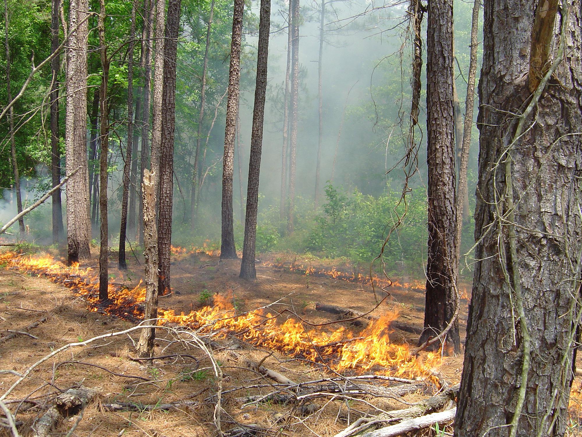 Ring of fire from a planned burn surrounds pine trees in a forest.