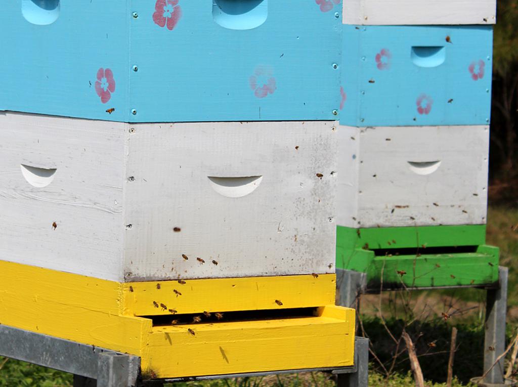 Boxes containing bee hives have honey bees swarming near opening.