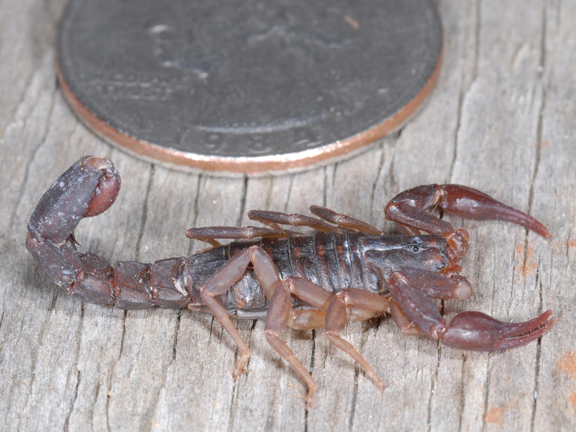 A small, brown scorpion with tail curled is pictured next to a quarter.