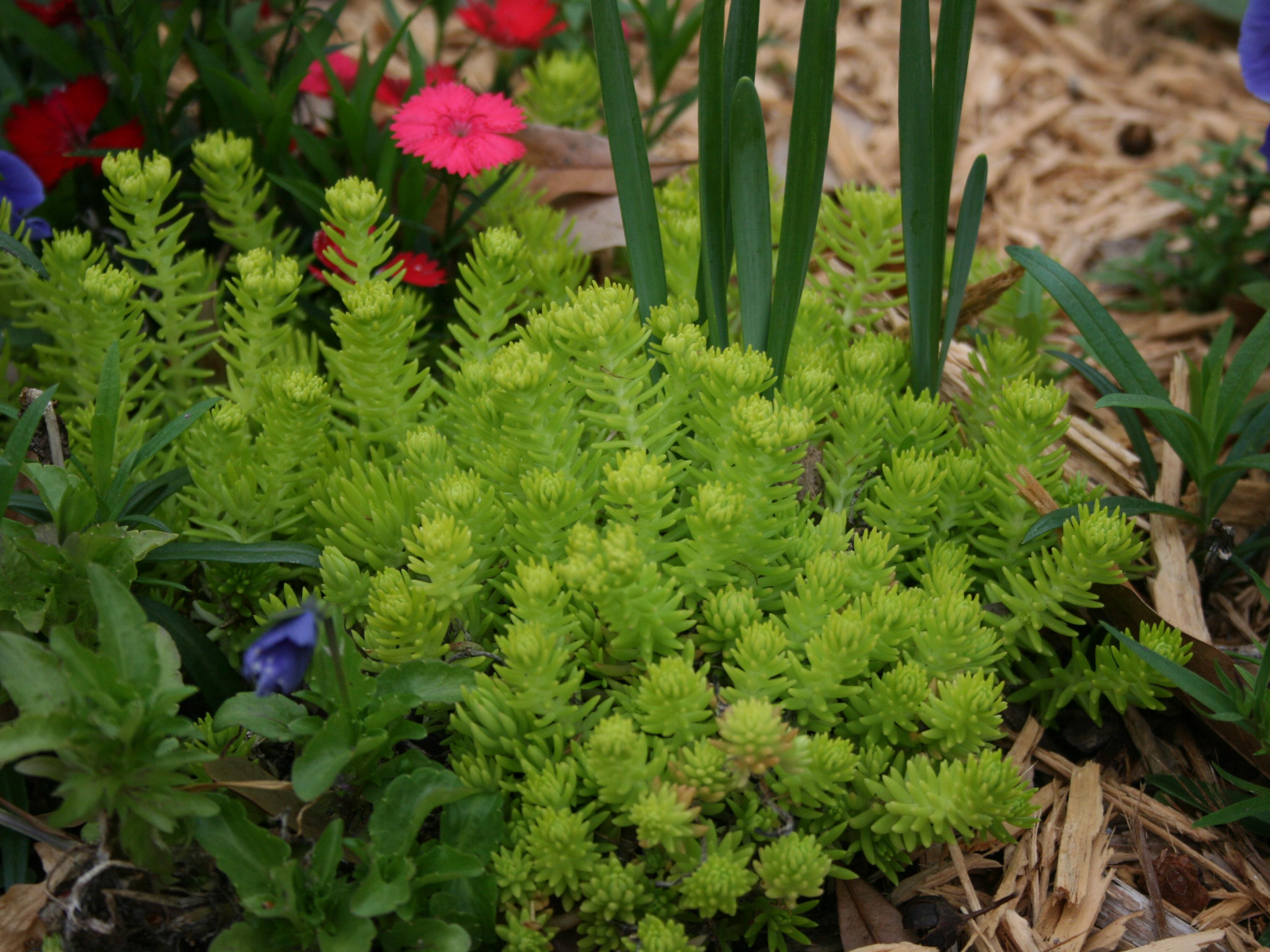 Upright stems of a low-lying chartreuse plant sprout from a landscape bed.