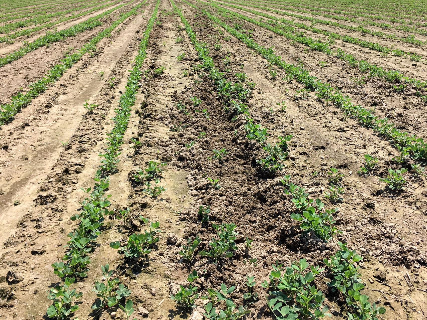 Rows of small green plant, some near disturbed soil, in a large field.